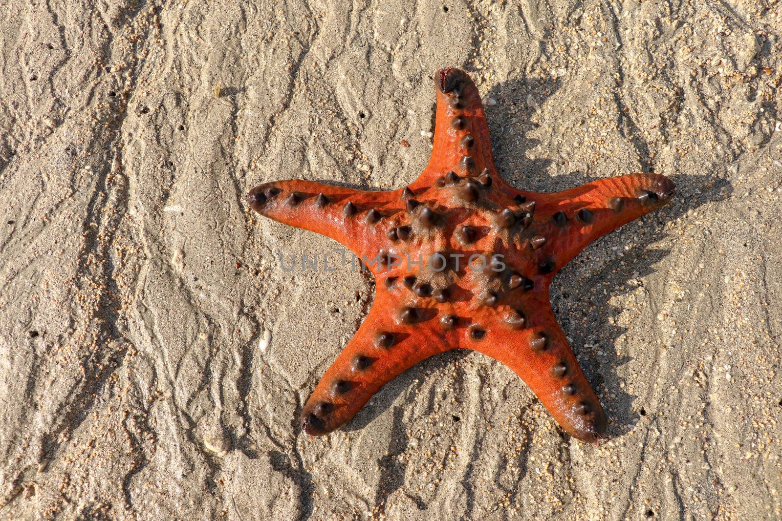 Close up of a sea star or a chocolate chip sea star lying on a beach with sea water rushing on the tropical starfish beach in Lombok Island in Indonesia. Amazing natural background. by Sanatana2008