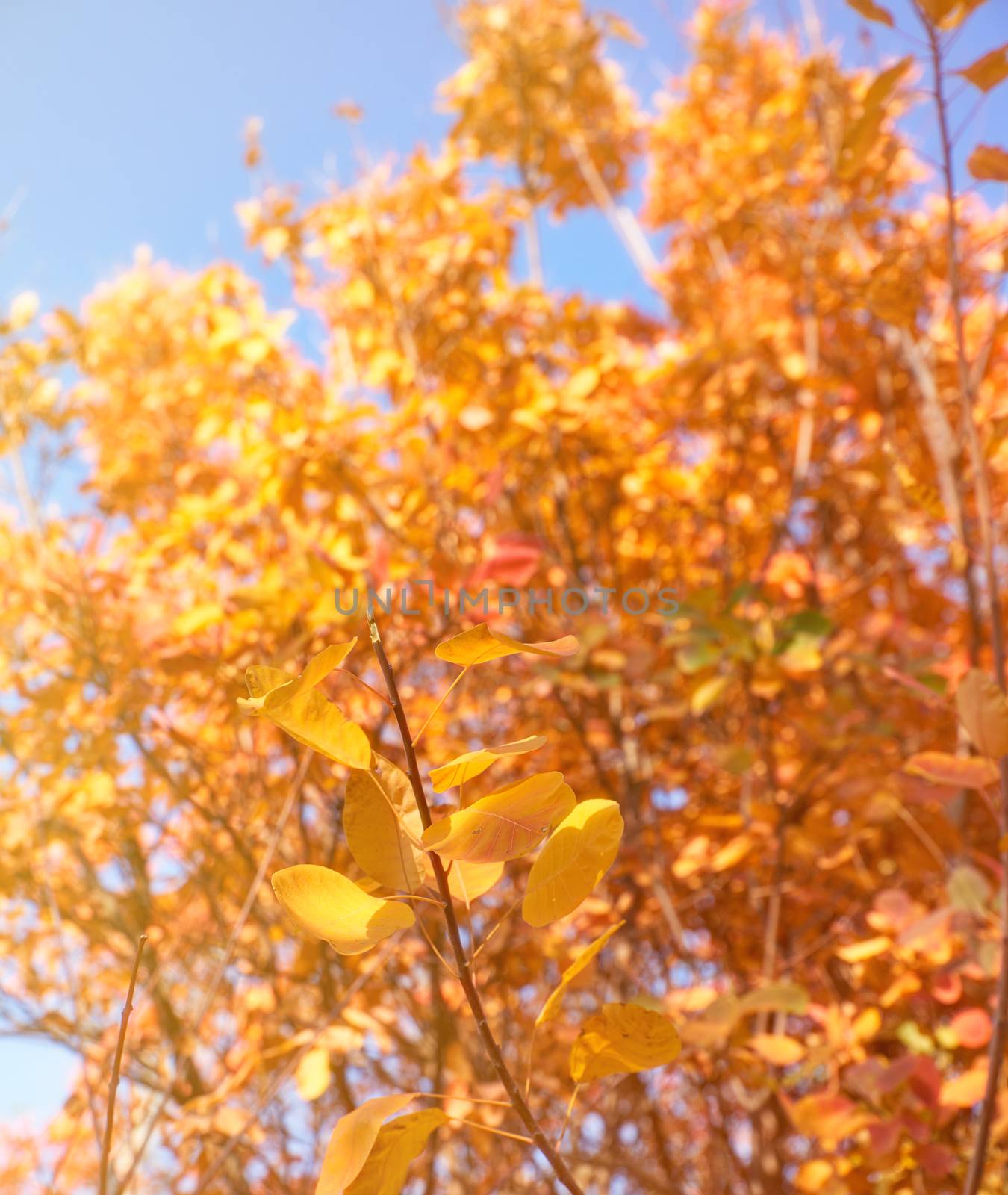 yellow and red leaves of Cotinus coggygria , close up. autumn ci by ndanko