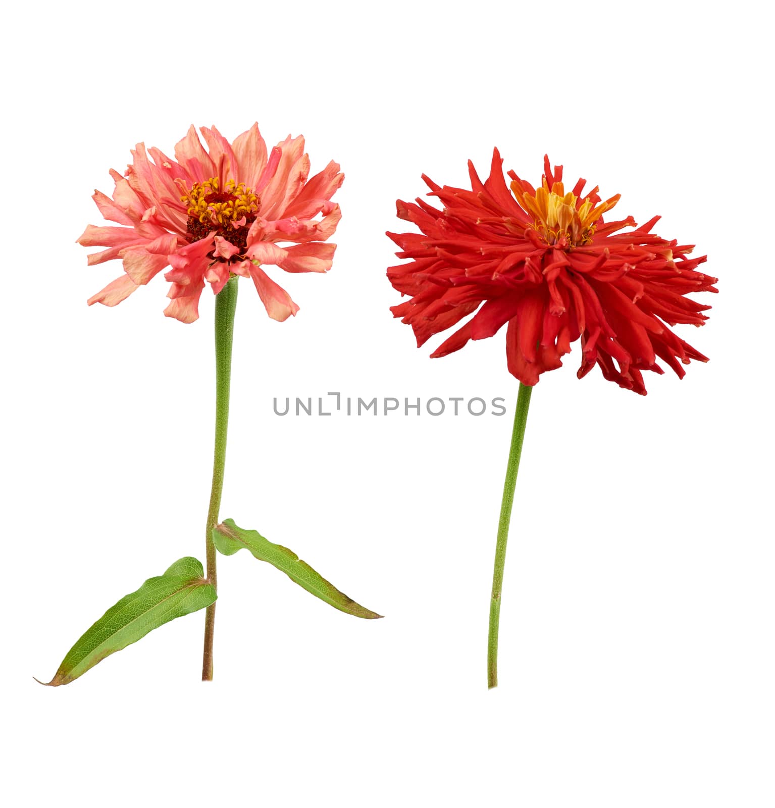 pink, red blooming zinnia buds on a green stem with a leaf on a white background, close up