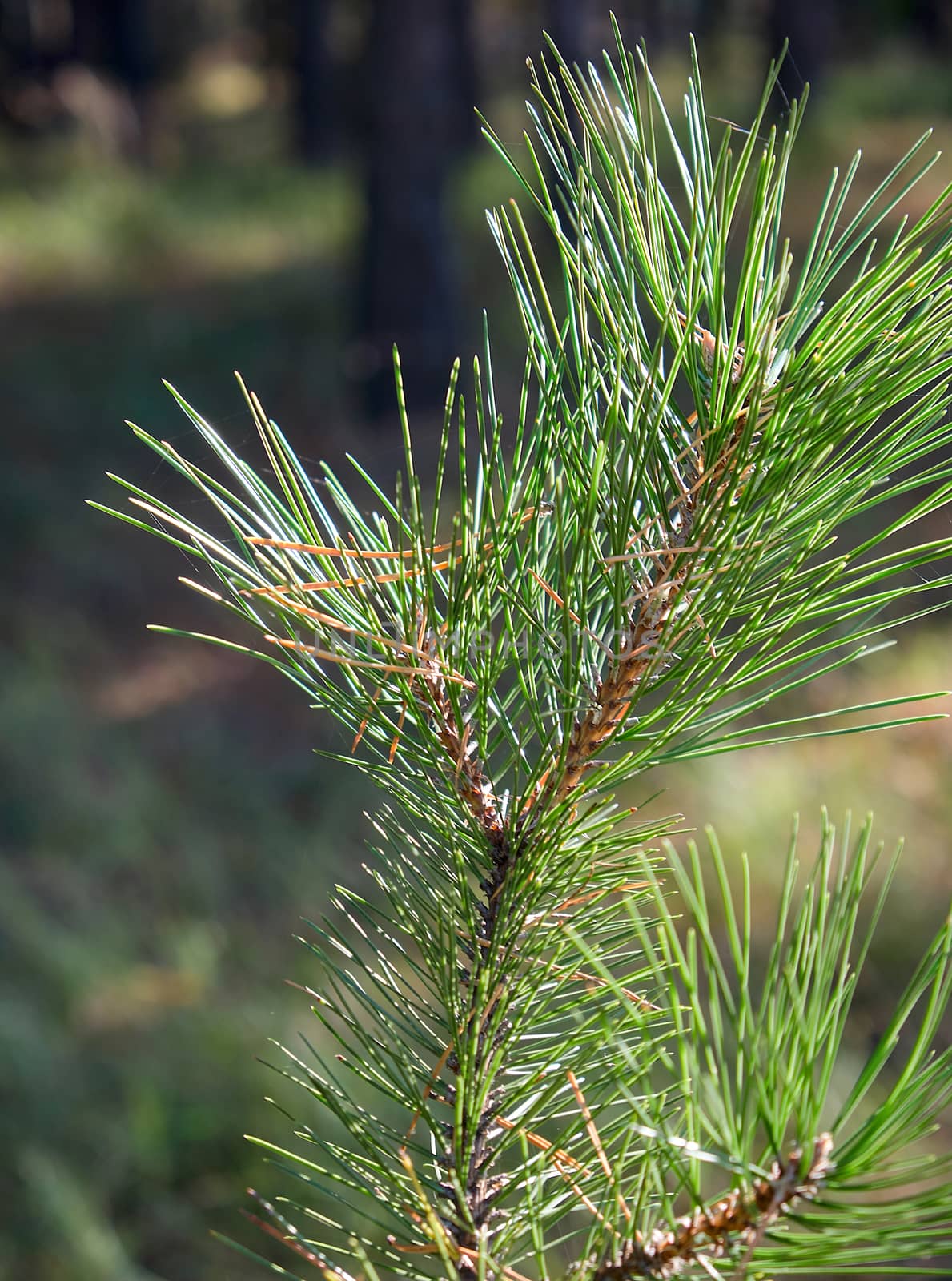 green pine branch on an autumn day, close up