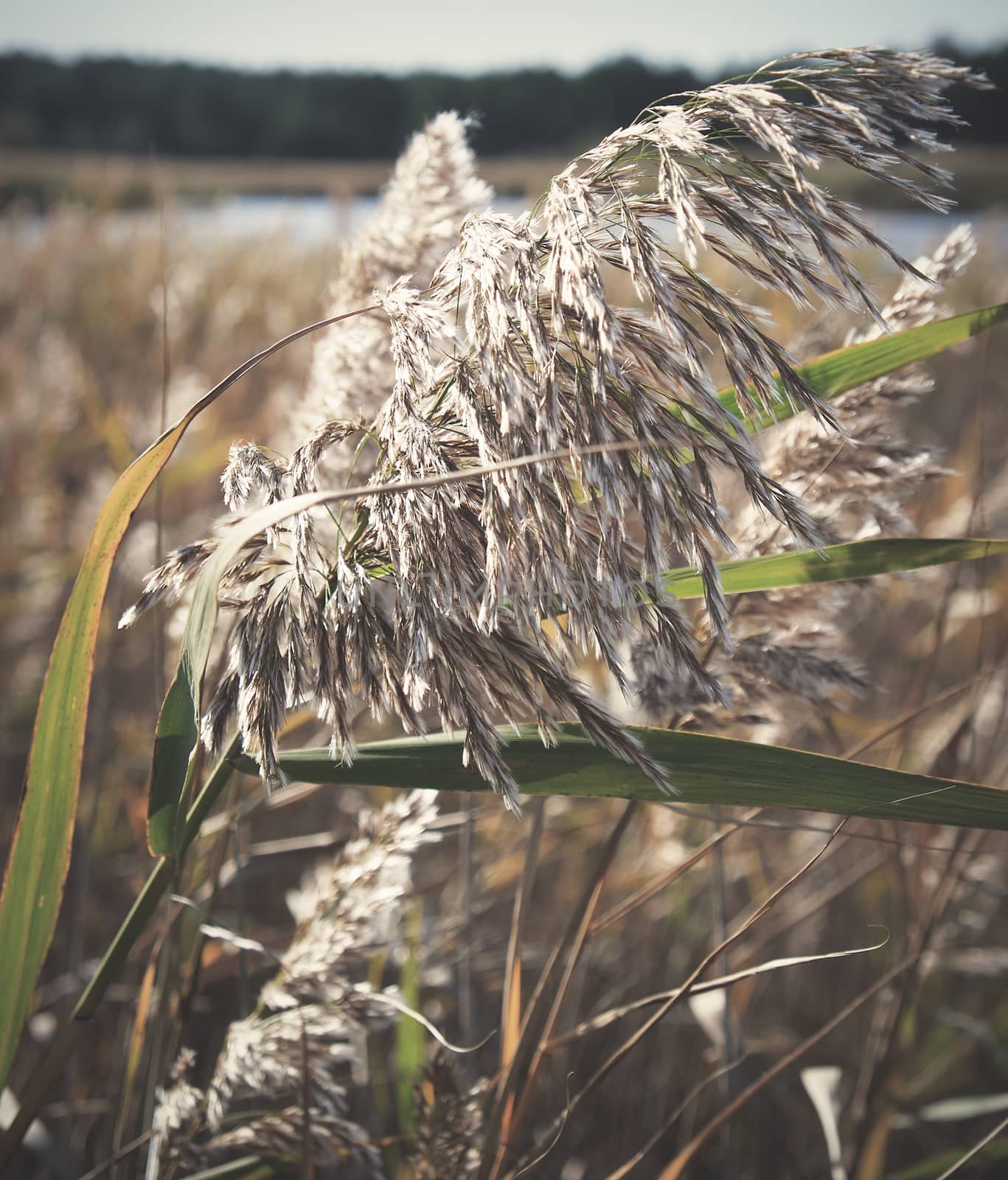 dry stalks of reeds at the pond sway in the wind on an autumn da by ndanko