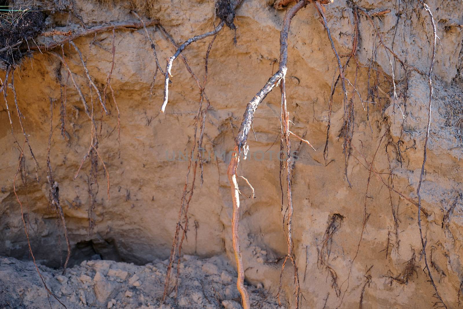 roots of pine sticking out of the ground, close up