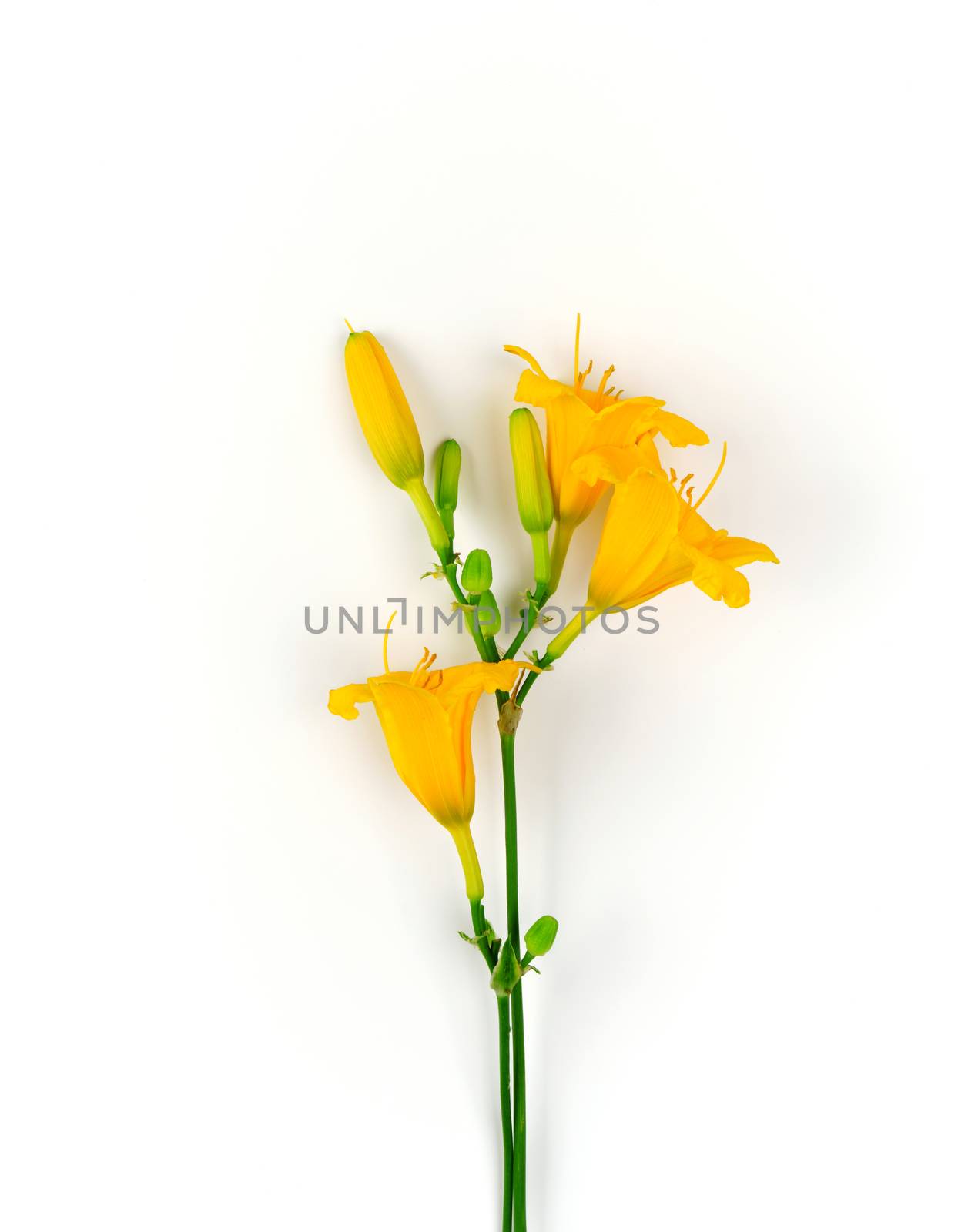 yellow flowers Daylily on a white background, top view