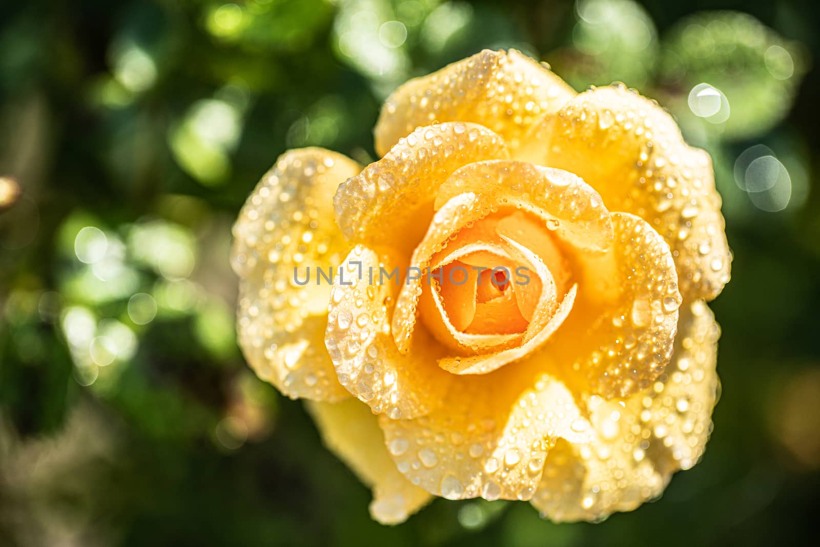 beautiful orange rose with water drops in closeup. Extreme close-up of a beautiful rose with dewdrops.