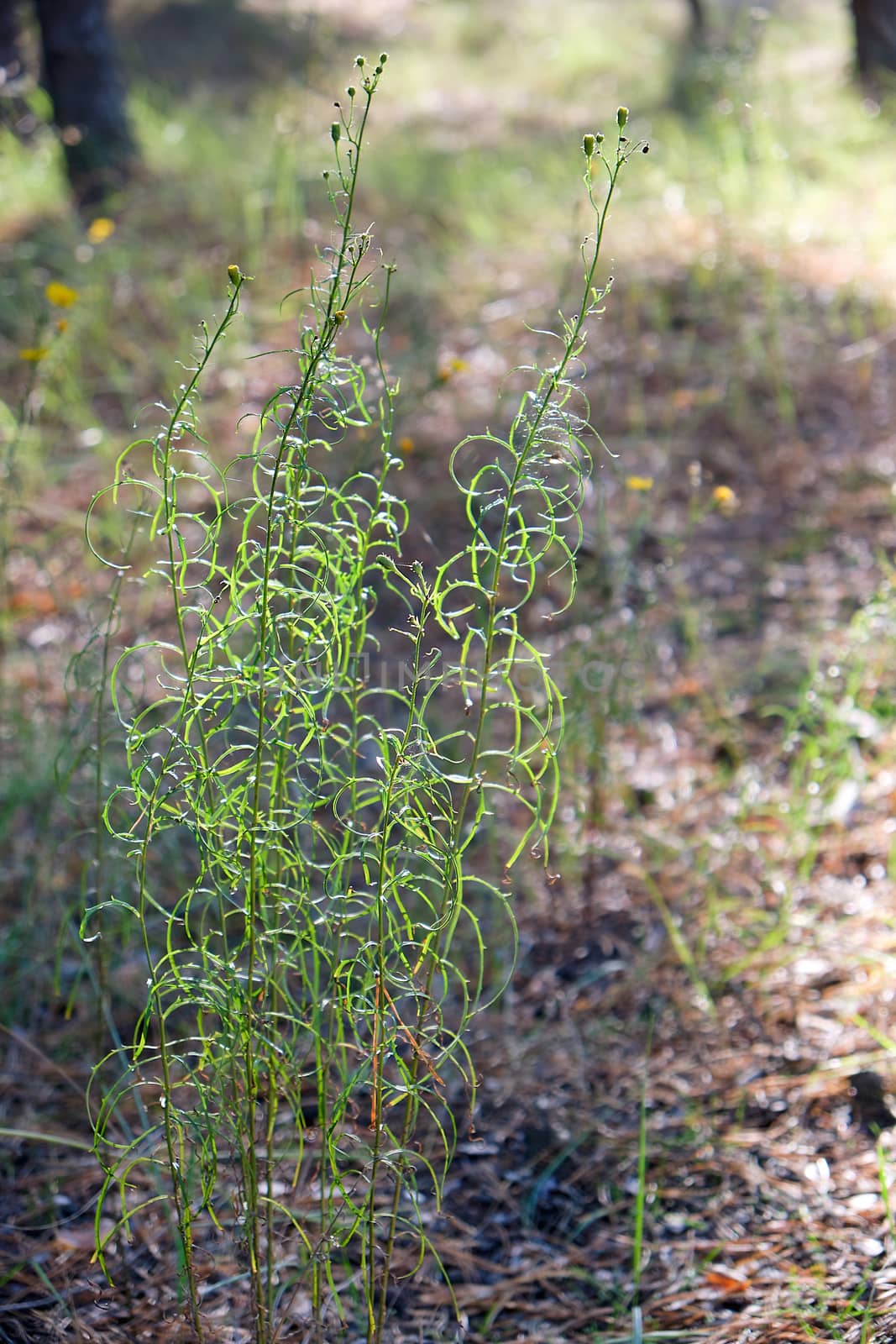 growing green flower stalks in the middle of the forest by ndanko