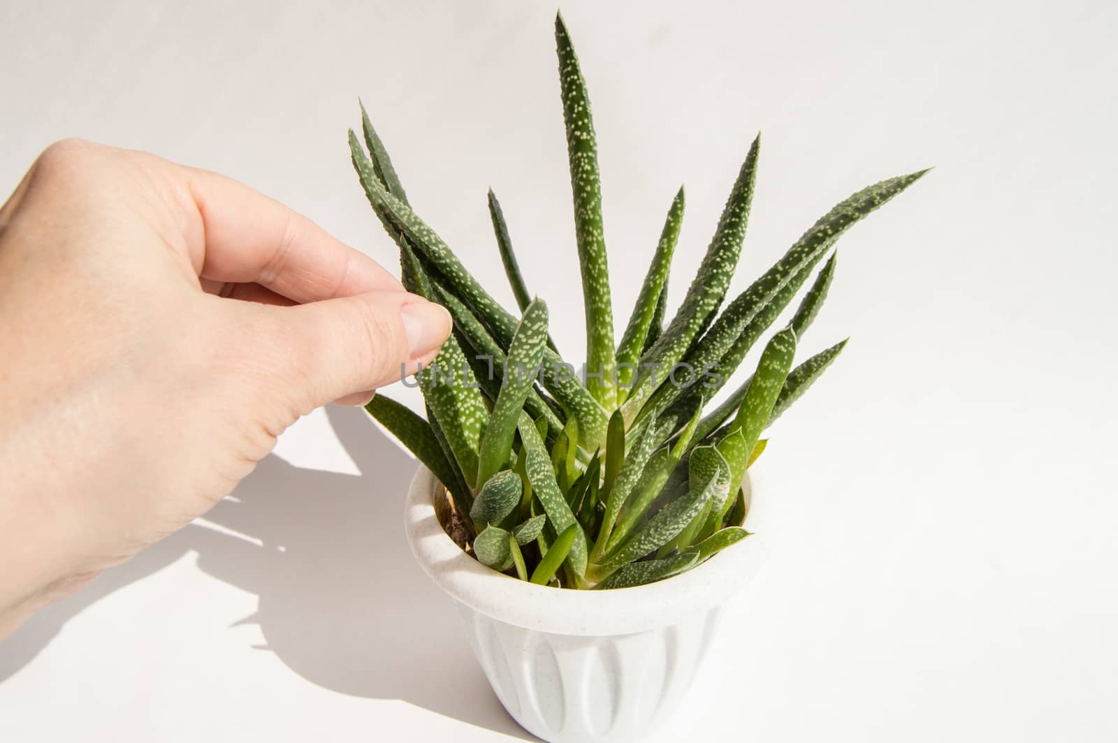 A woman's hand holds a white pot with an aloe flower, bright sunlight, white background by claire_lucia