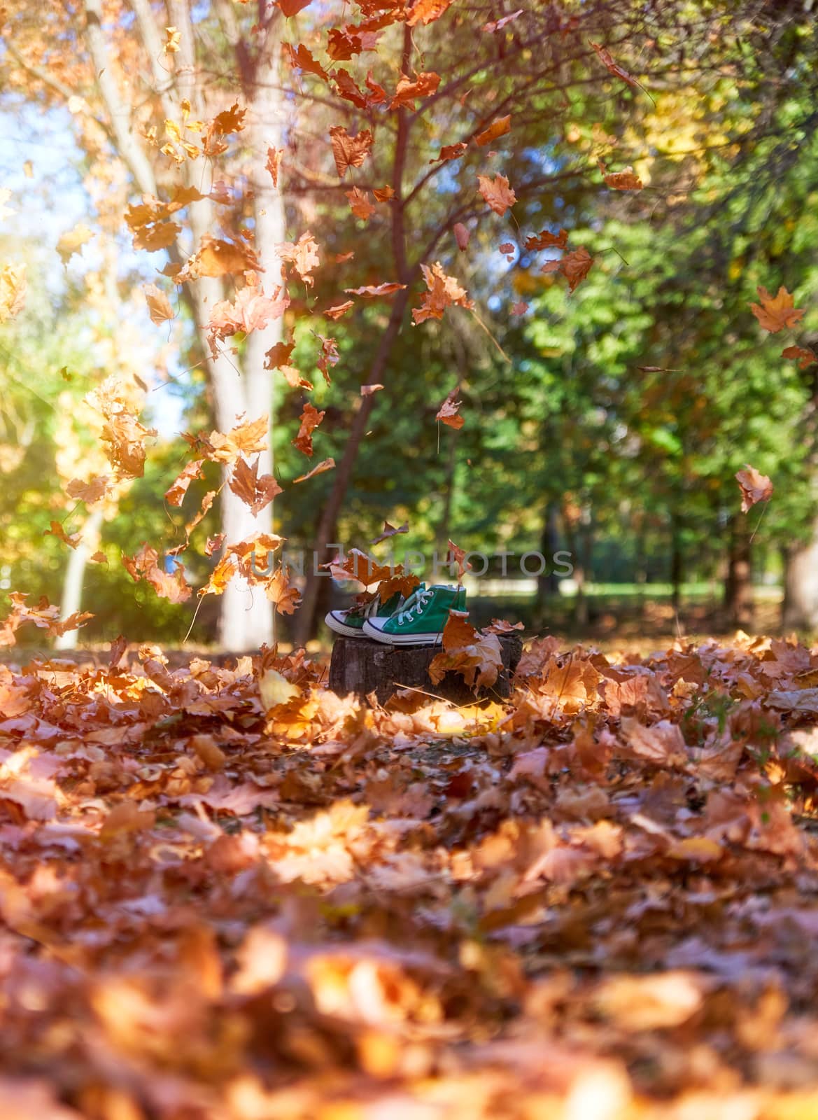 worn green sneakers on a stump in the midst of flying yellow maple leaves in an autumn park