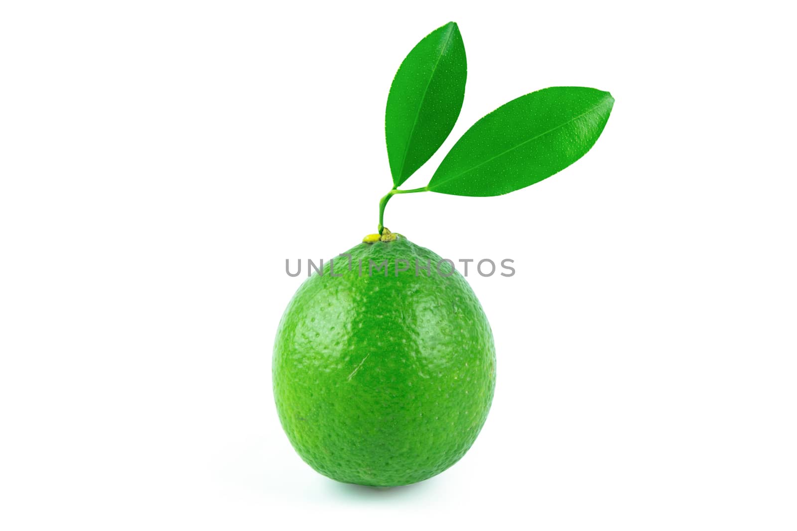 Fresh lime and leaves isolated on white background with clipping path