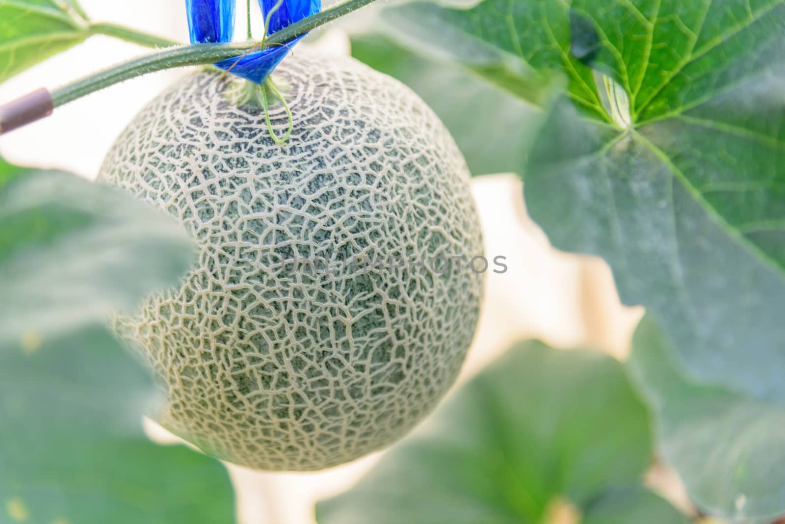 Fresh melon in greenhouse by rukawajung