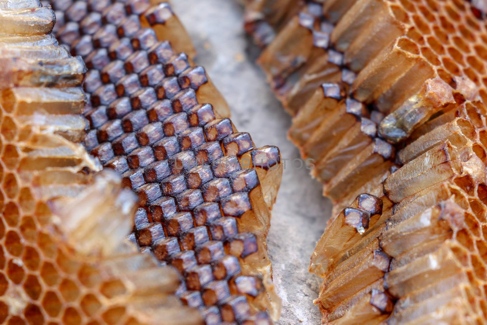 Macro photo of closed cell on honeycomb. Close up of architectural structure of hexagon chambers. The amazing perfection of bee construction. Background texture of wax honeycomb. by Sanatana2008