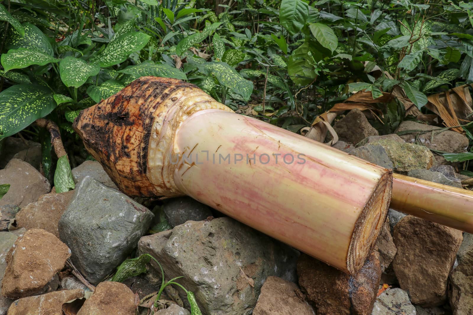 Freshly felled banana tree, lying on multicolored stones. A fresh sap flows out of the trunk free of the roots and the upper green. Natural, garden. by Sanatana2008