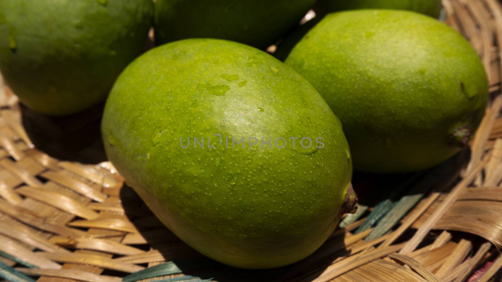 close up view of green or raw mangoes gathering in bamboo bucket which are filling out on the trees, where they can be left to ripen, but are also perfect to eat right now