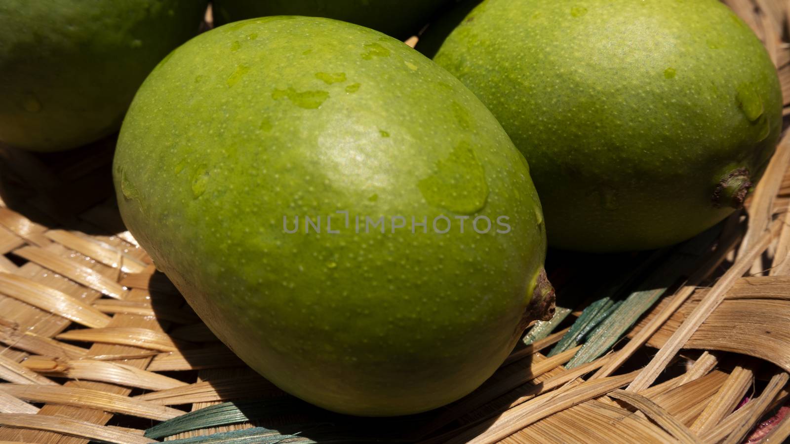 close up view of green or raw mangoes gathering in bamboo bucket which are filling out on the trees, where they can be left to ripen, but are also perfect to eat right now