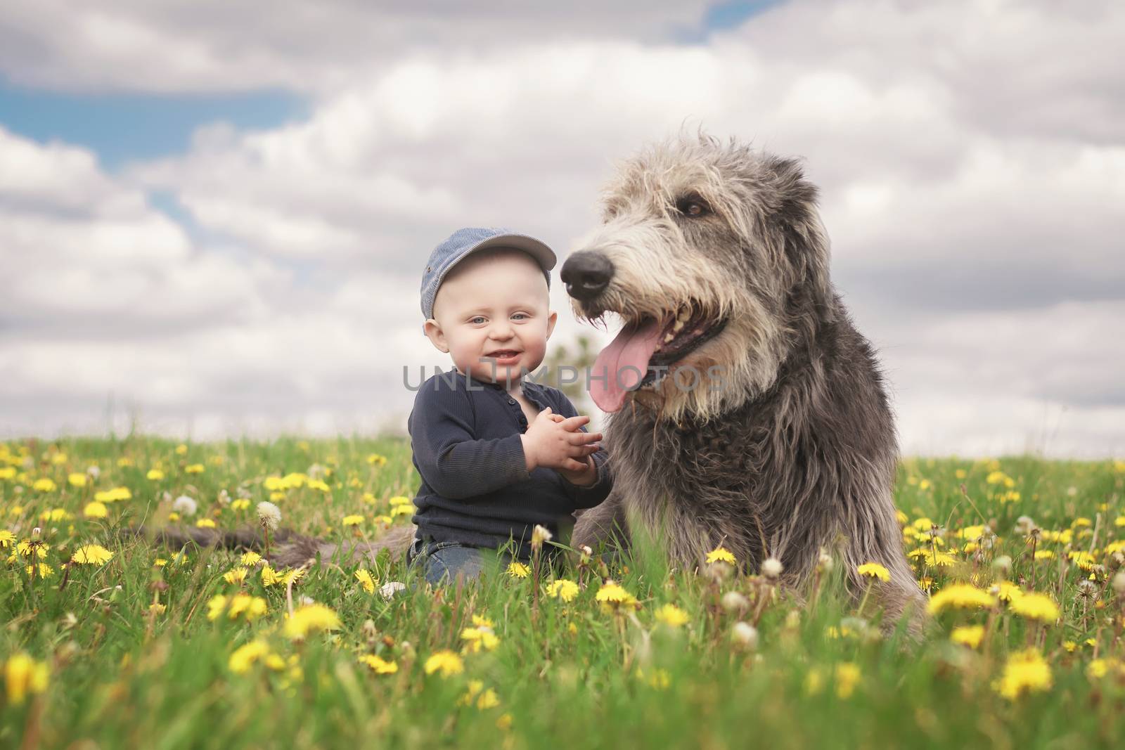 A little Caucasian baby boy in a baseball cap sits next to his big Irish wolfhound friend in a meadow full of blooming dandelions with a cloudy sky in the background.