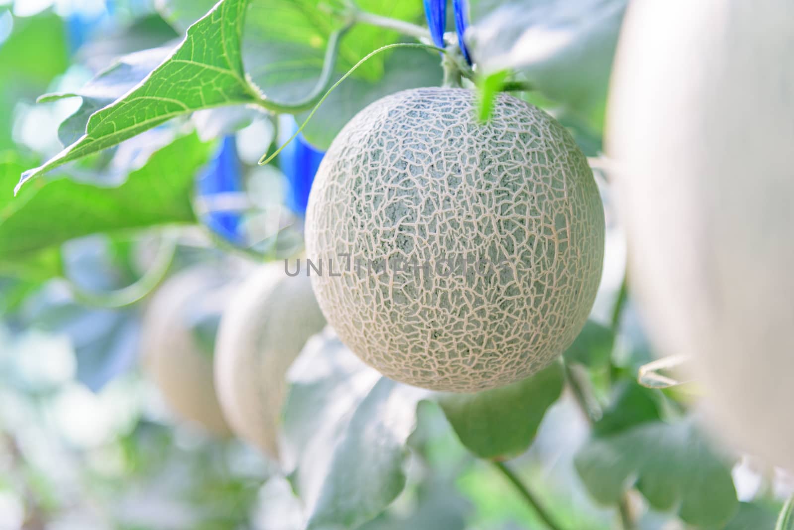 Fresh melon in greenhouse by rukawajung
