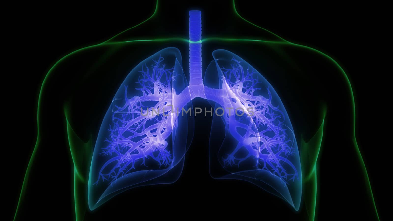 3D Illustration Concept of Human Respiratory System Lungs Anatomy
