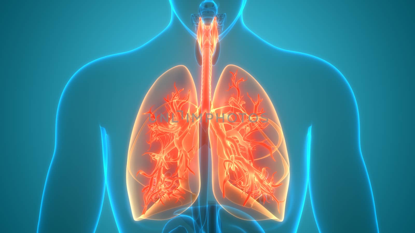 3D Illustration Concept of Human Respiratory System Lungs Anatomy