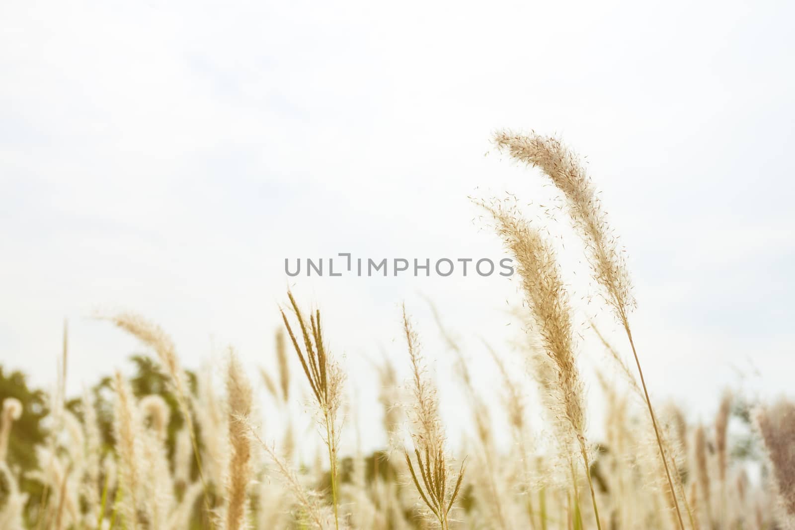 Beautiful fresh meadow in the morning, natural background