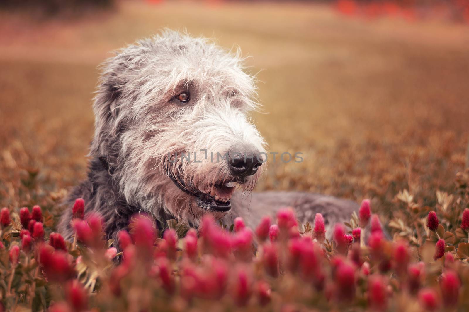 Dog lying in a purple clover. Loyal friend. Irish Wolfhound.