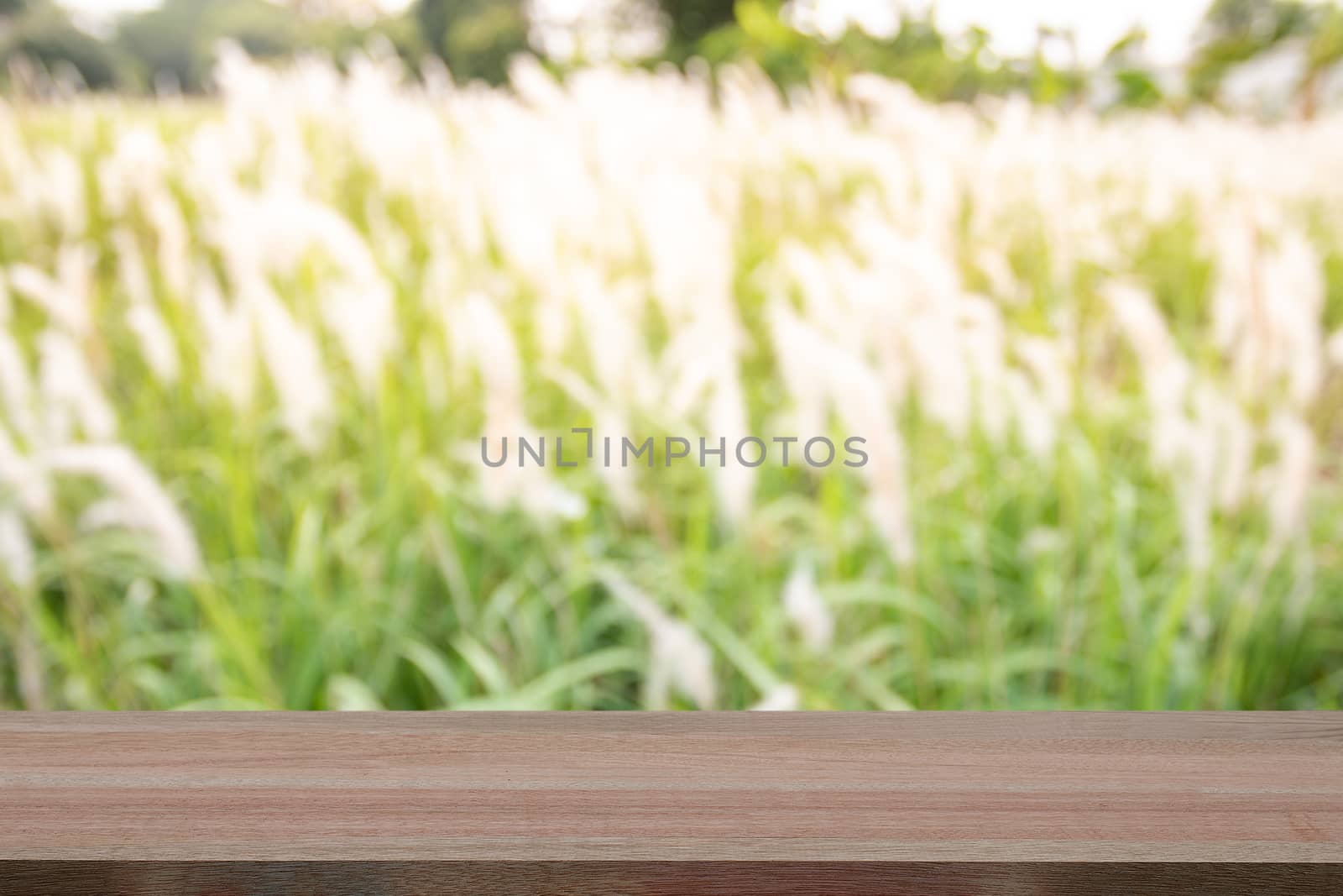 The blank wooden table on the meadow background is beautiful and refreshing in the morning,Template mock up for display montages of product.