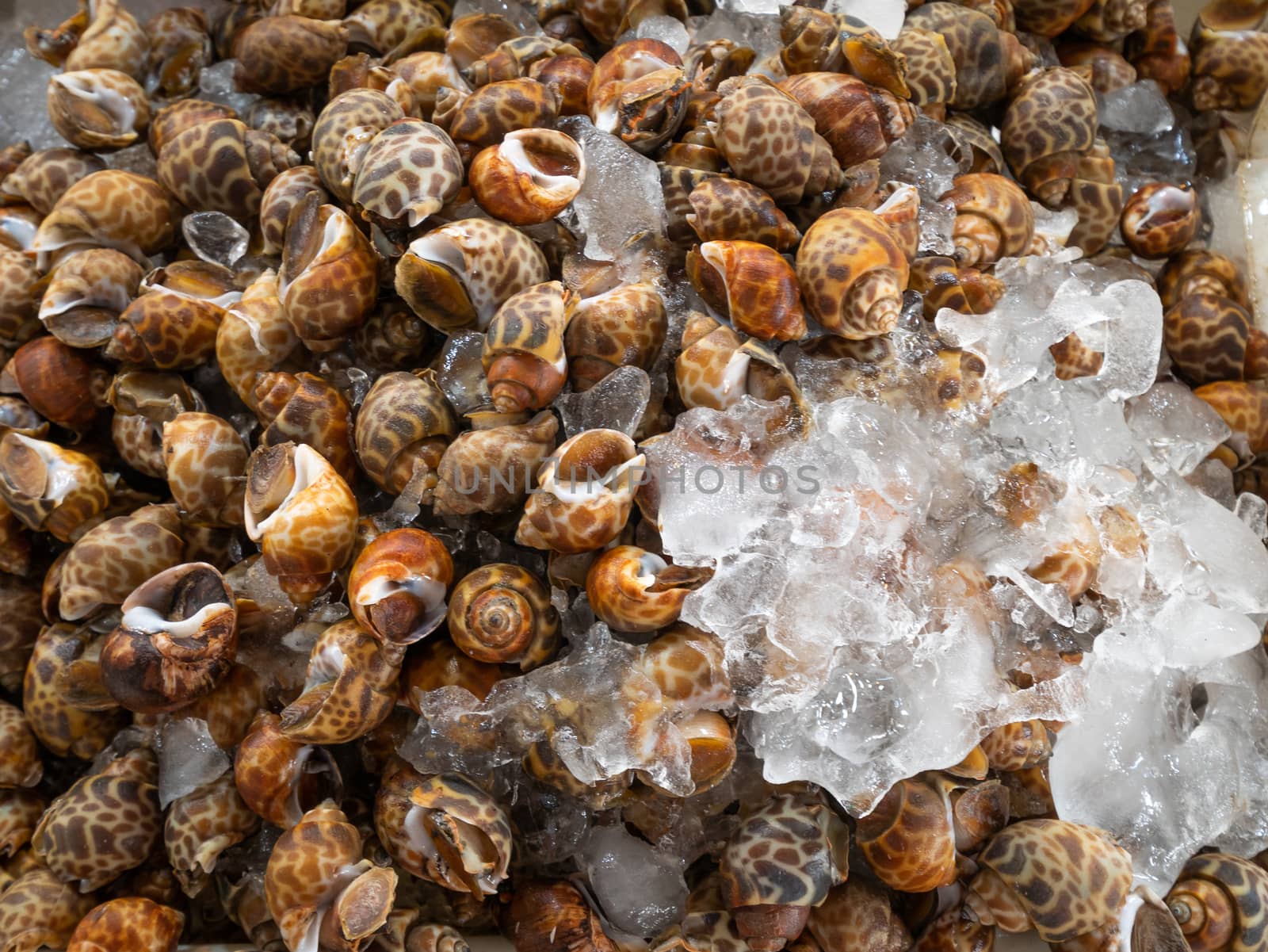 Fresh Sweet shellfish (Spotted babylon) on crushed ice at Thai seafood market.