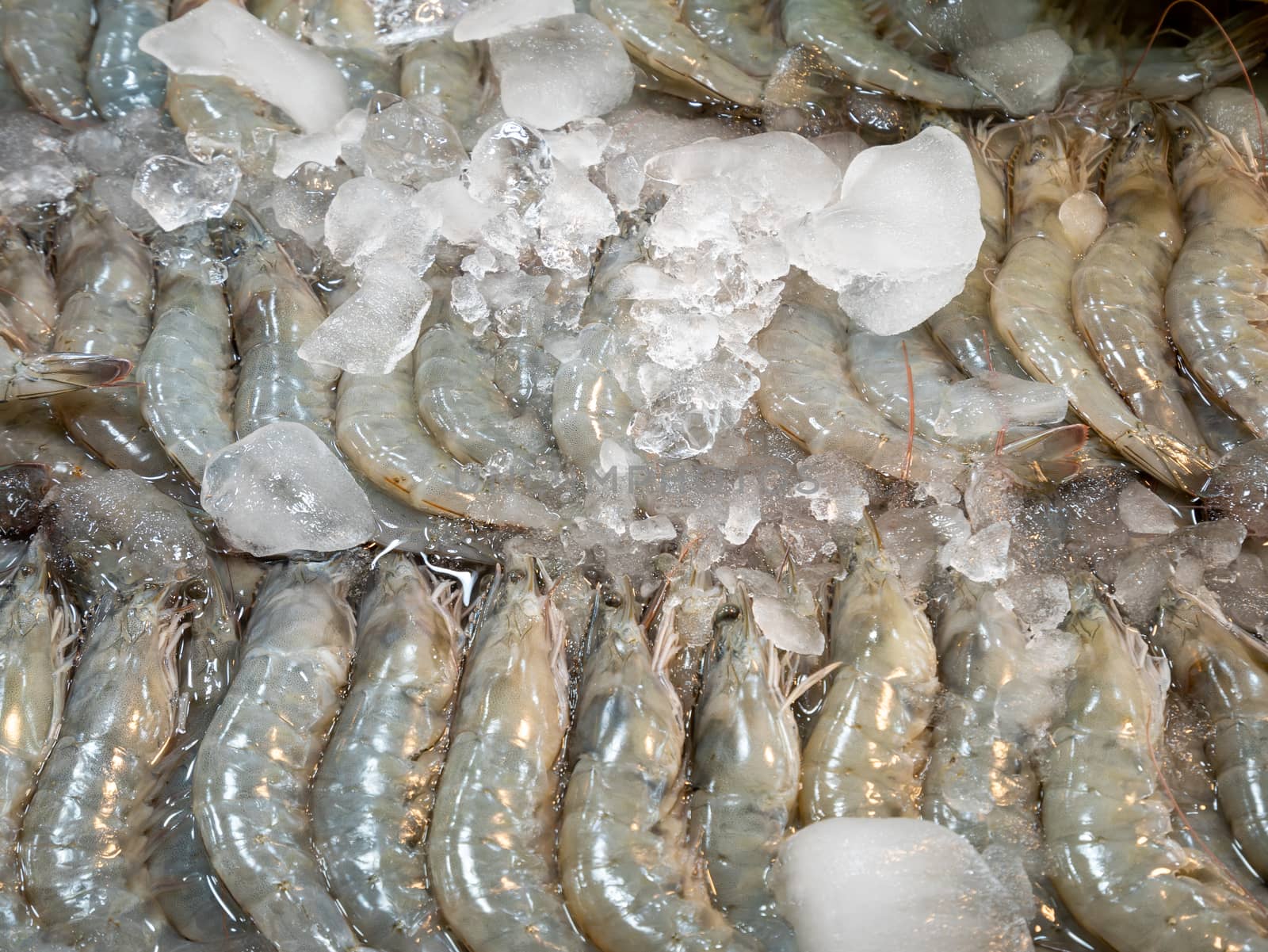 Fresh shrimps on crushed ice