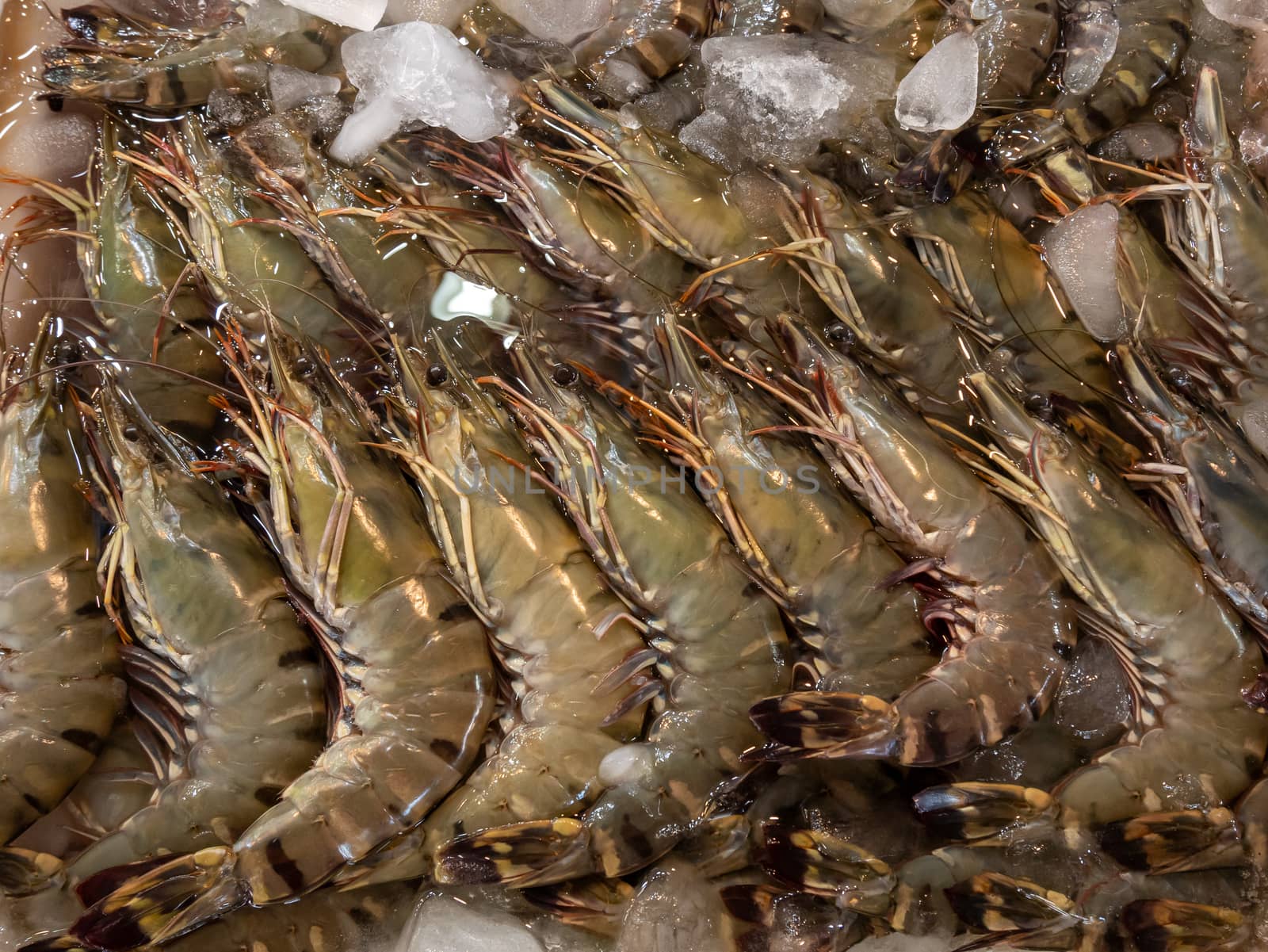 Fresh Black tiger shrimps on crushed ice at Thai seafood market. by Amankris