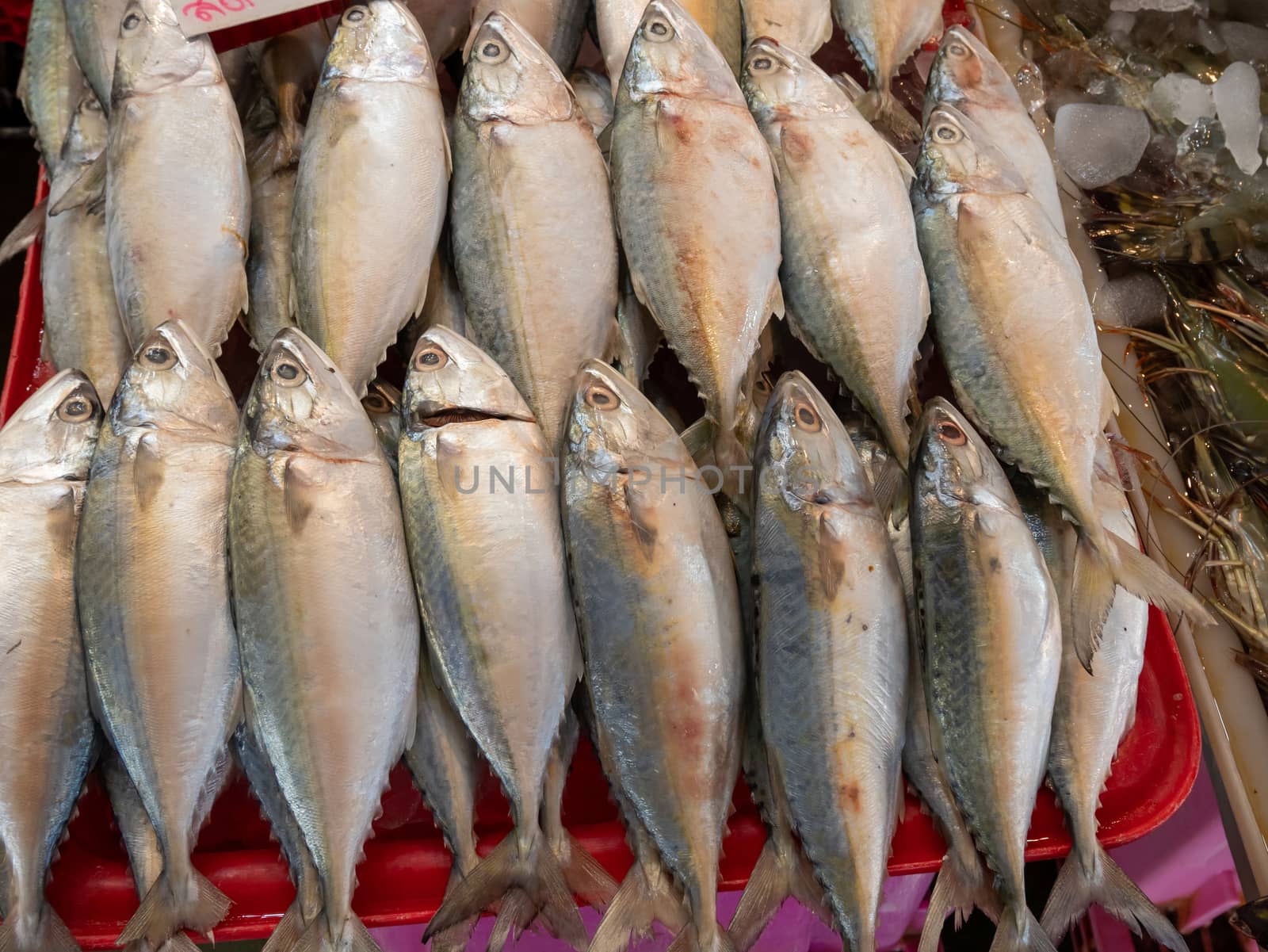 Fresh sea Mackerel fish on crushed ice at Thai seafood market.