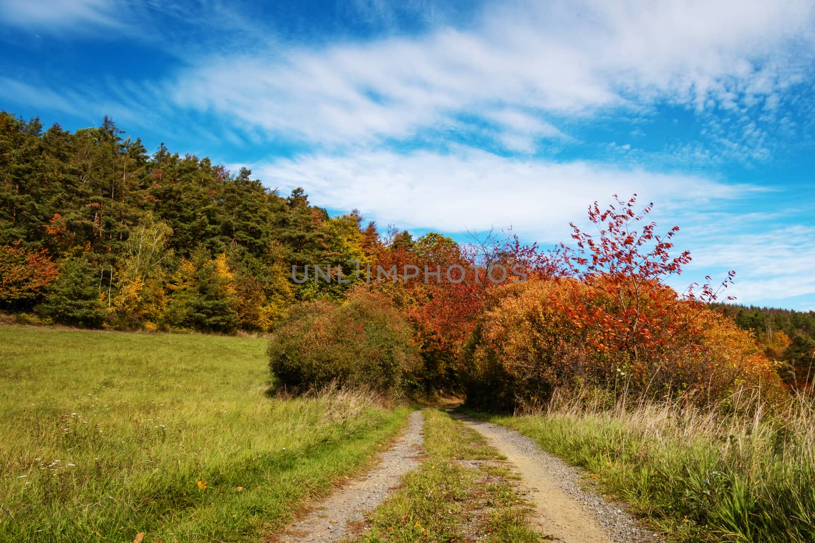 Autumn landscape. A dirt road leading between autumn colored bushes with a blue sky with white clouds in the background.