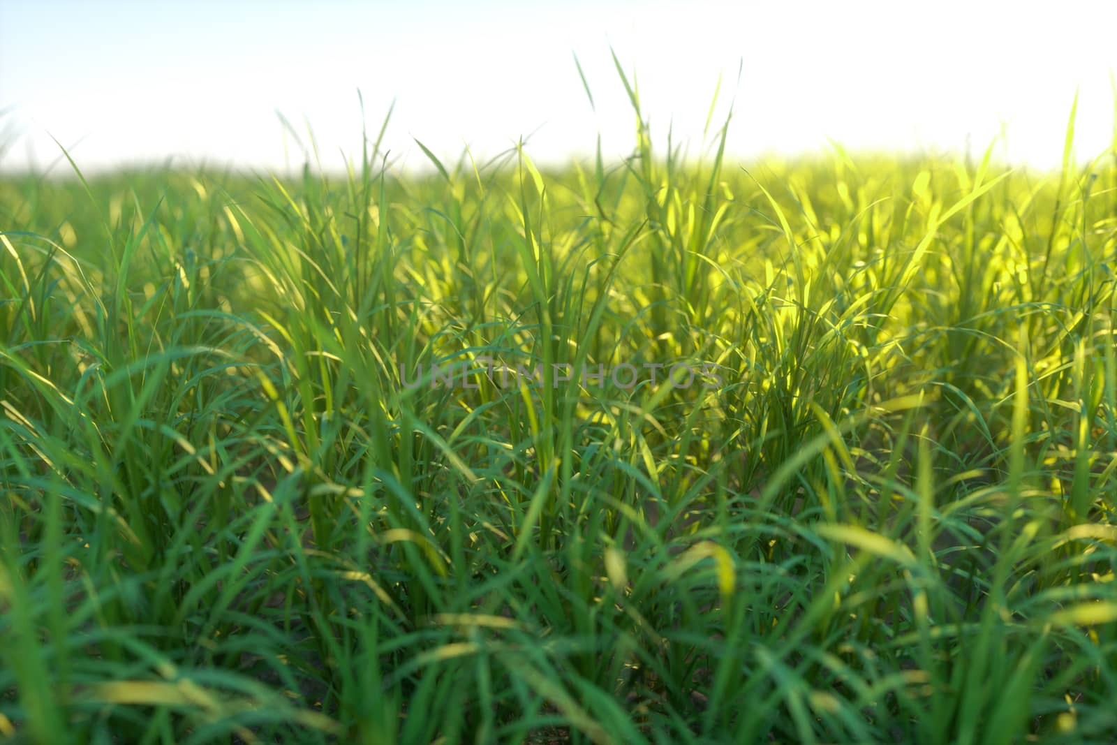 Green grass and bright field,natural scenery,3d rendering. Computer digital drawing.