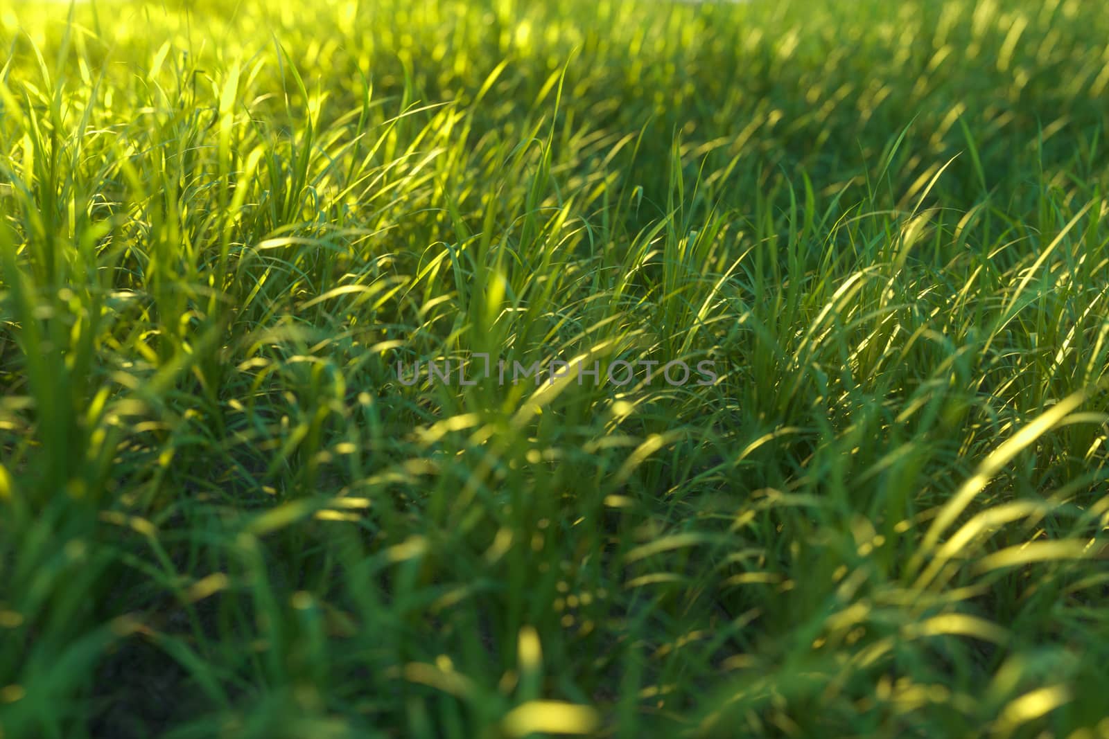 Green grass and bright field,natural scenery,3d rendering. Computer digital drawing.