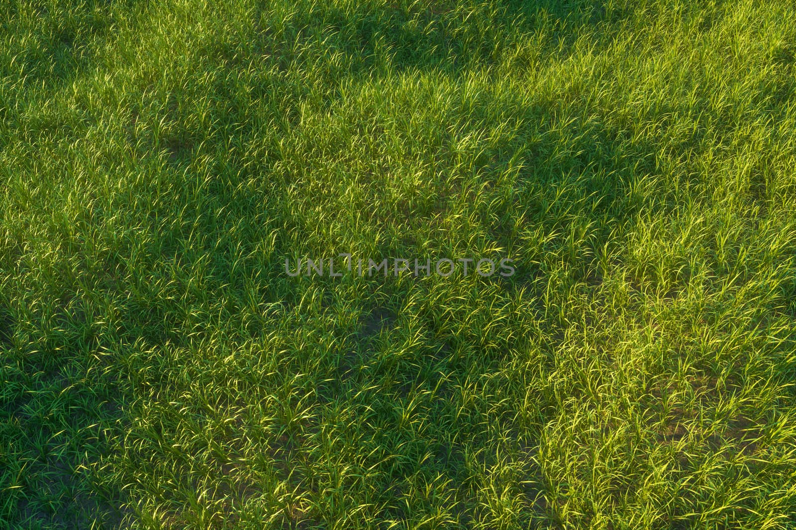 Green grass and bright field,natural scenery,3d rendering. by vinkfan