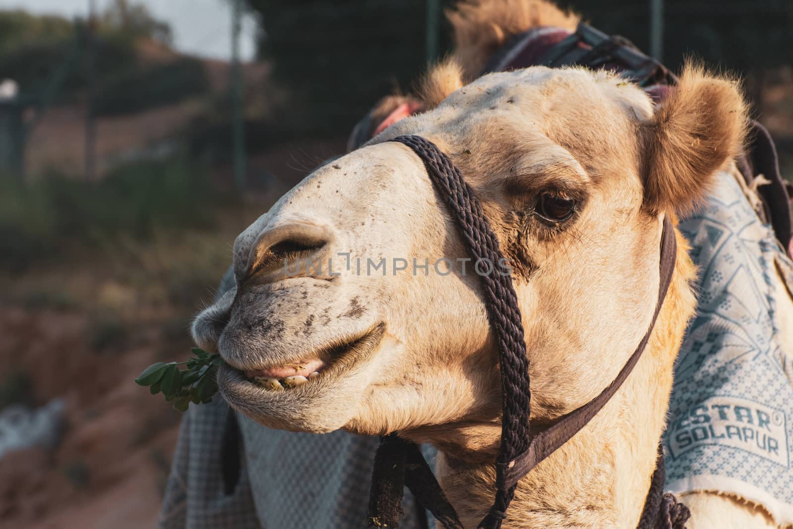 Close-up of a desert dromedary camel facial expression eating sh by kingmaphotos