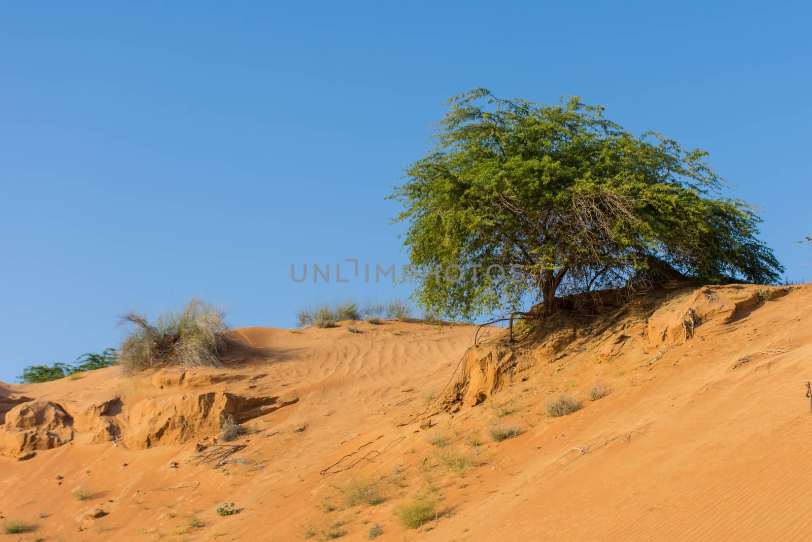 A green desert tree sits among dry sticks in the patterned and textured orange sand with a blue sky background in the United Arab Emirates.