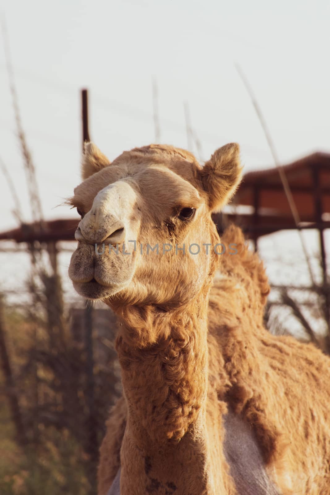 Close-up of a desert dromedary camel with staring expression in  by kingmaphotos