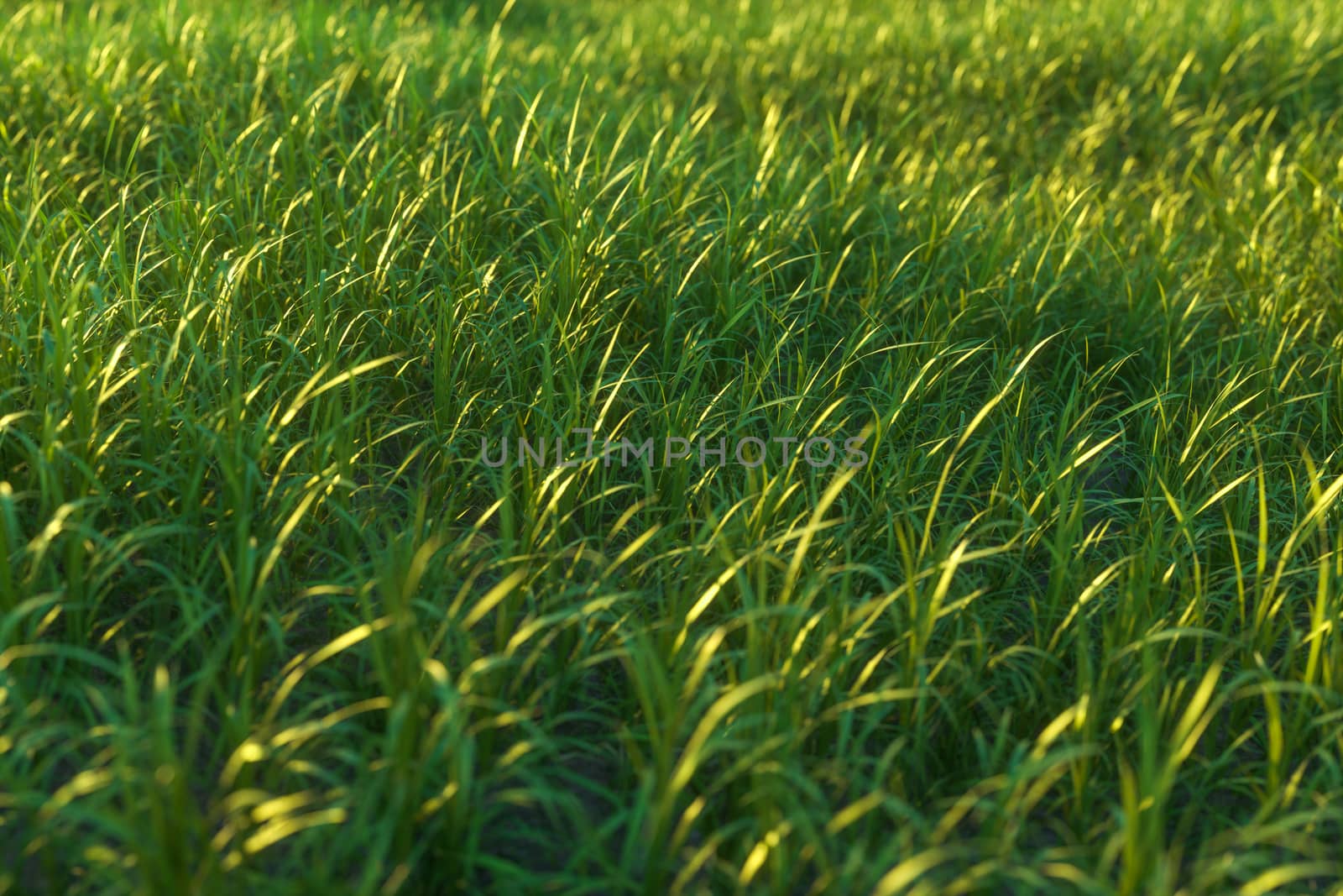 Green grass and bright field,natural scenery,3d rendering. by vinkfan