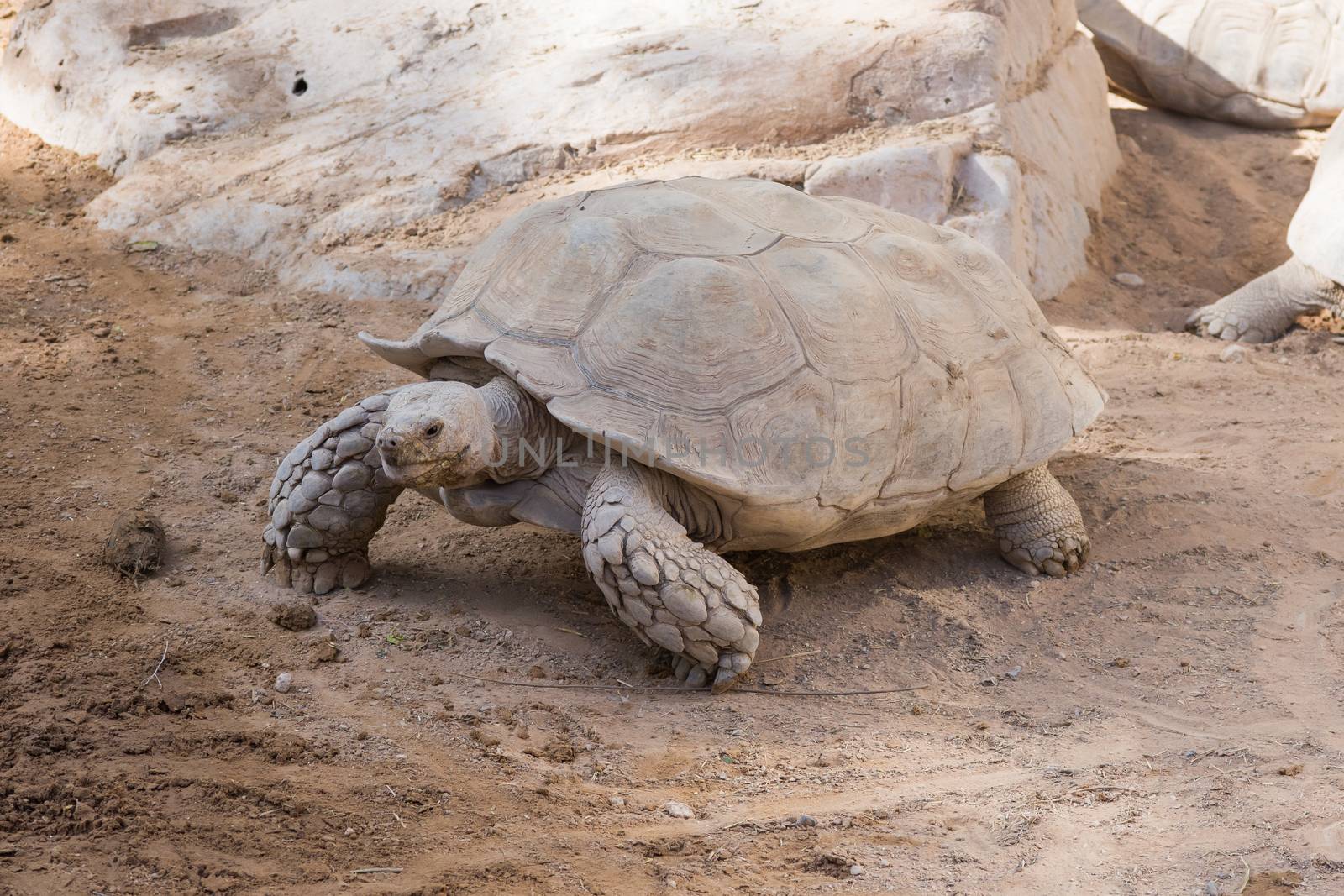 A giant tortoise (Chelonoidis nigra) walks across the desert and slowly showing off its large shell and head.
