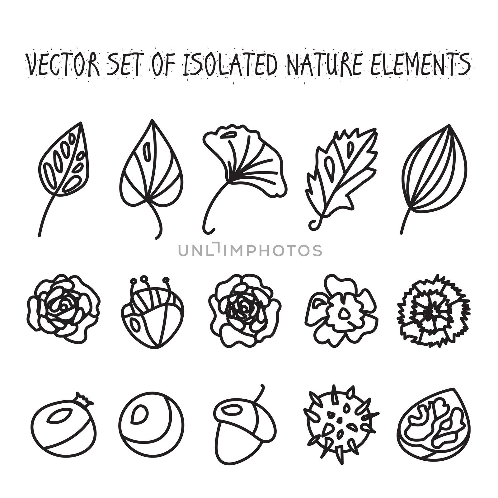 Vintage flowers, fruits and leaves icons collection. Vector