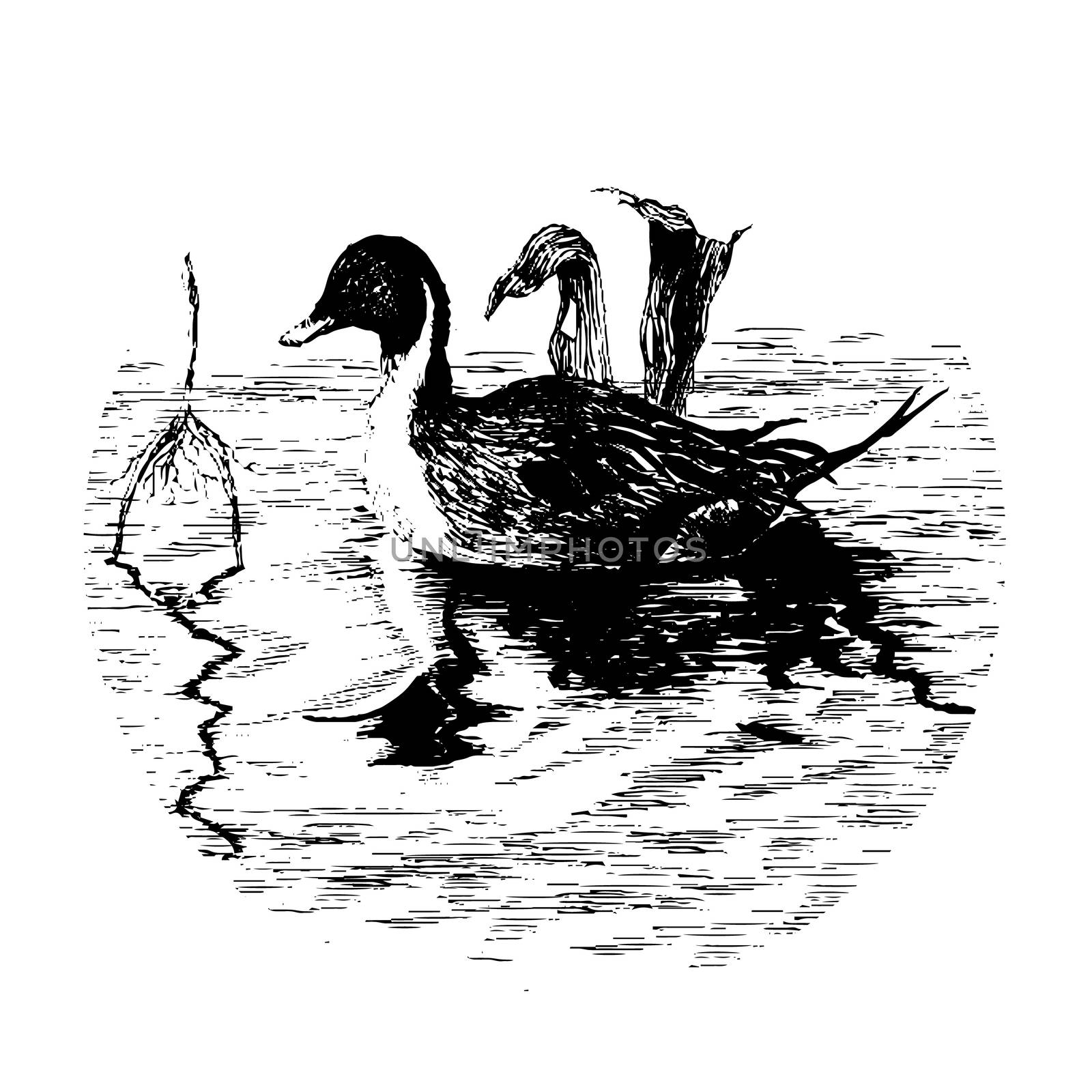 Black-white vector duck in pool in eps
