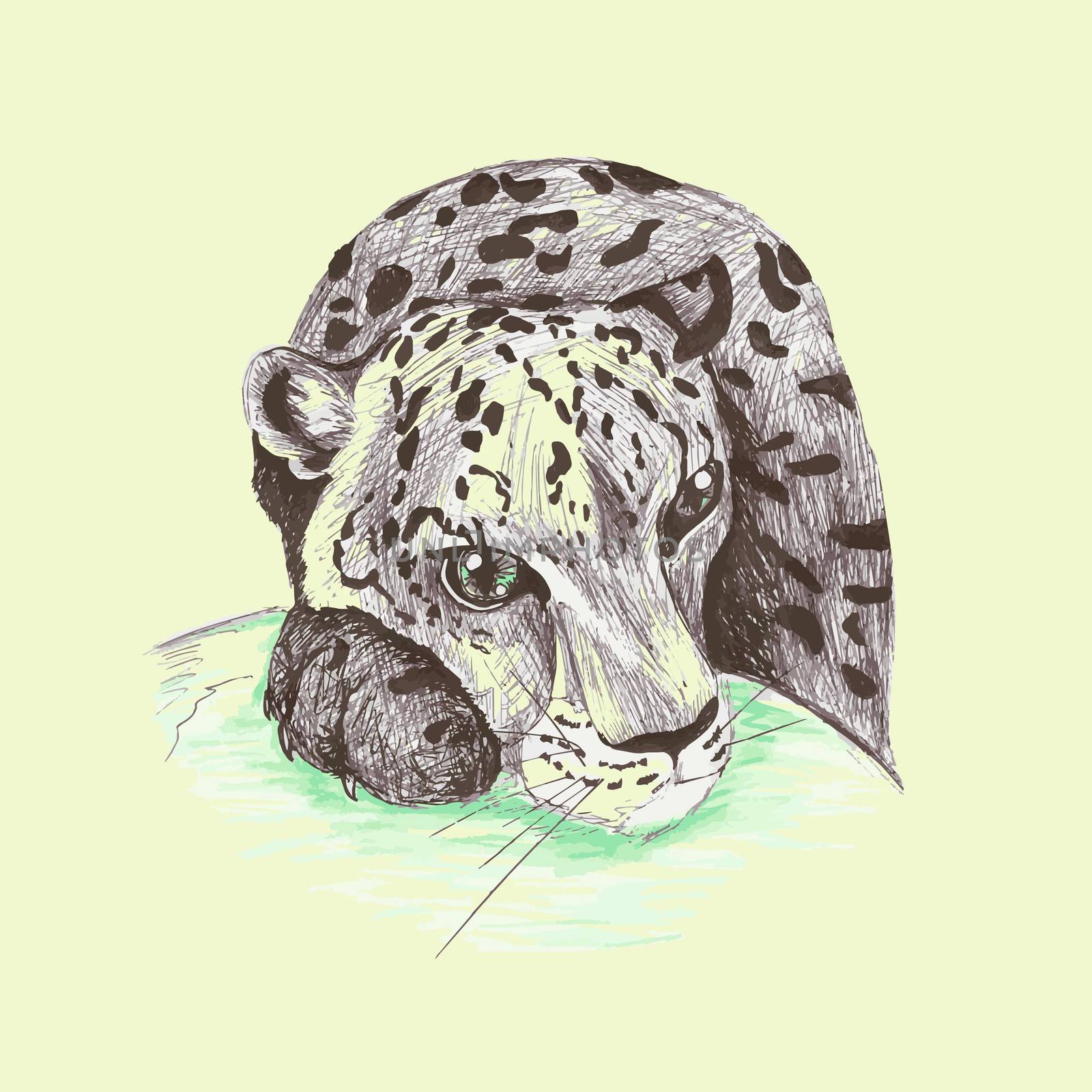 Wild cat, irbis, leopard, snow bars scetches in vector