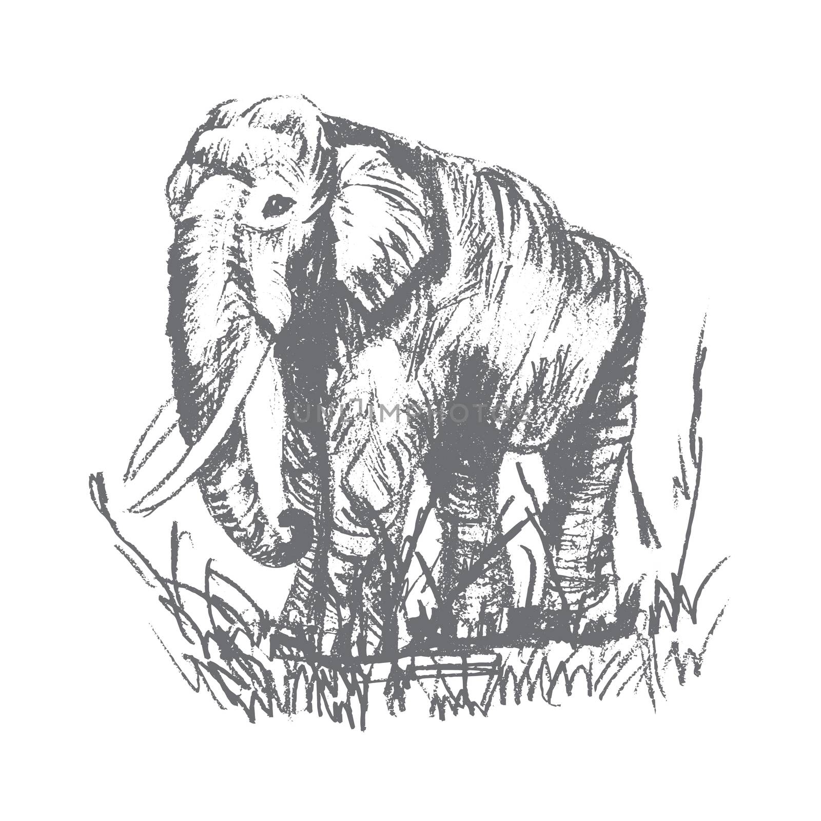 Vector engraving elephant, elephant scetch