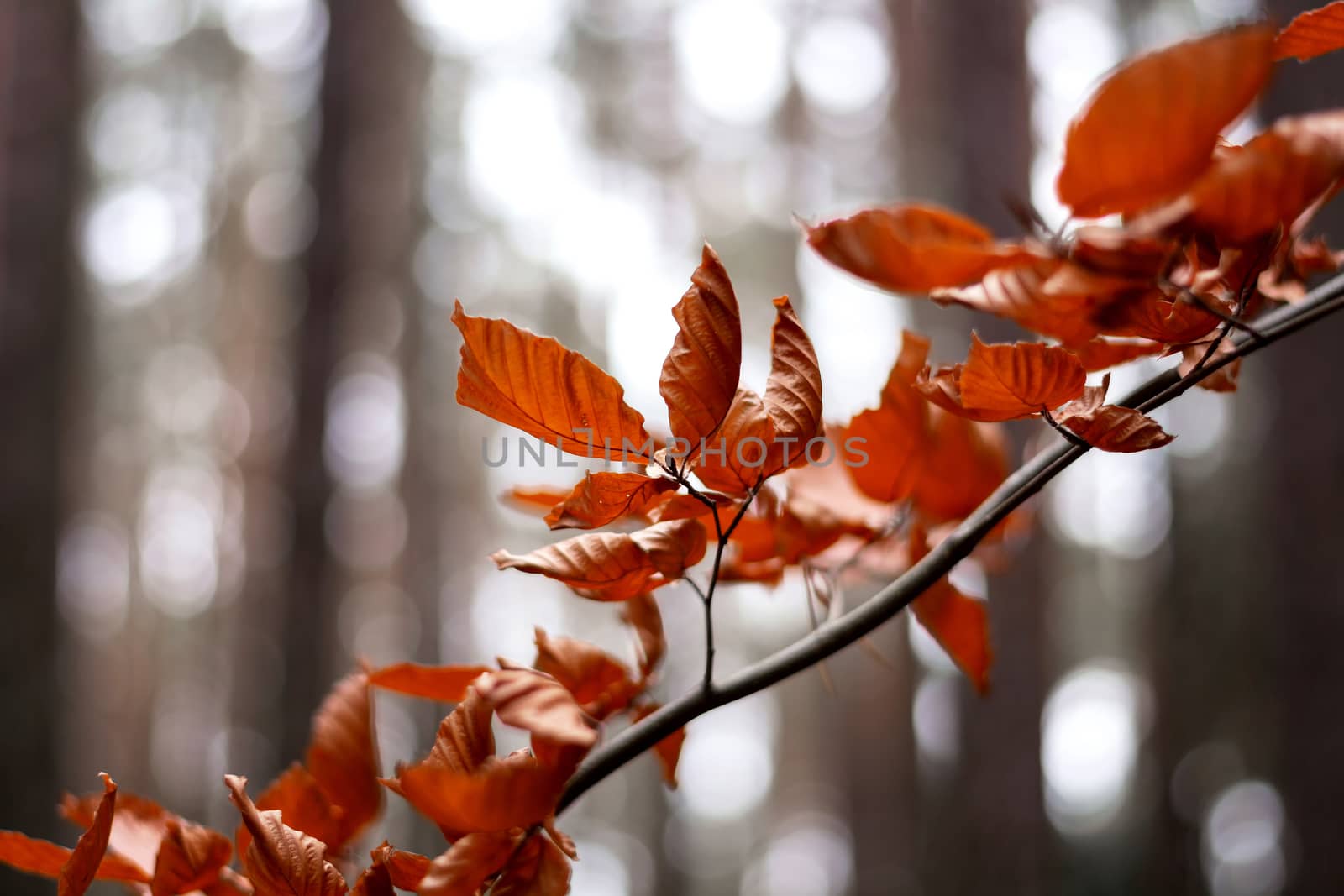 branch with orange autumn leaves with bokeh in the background