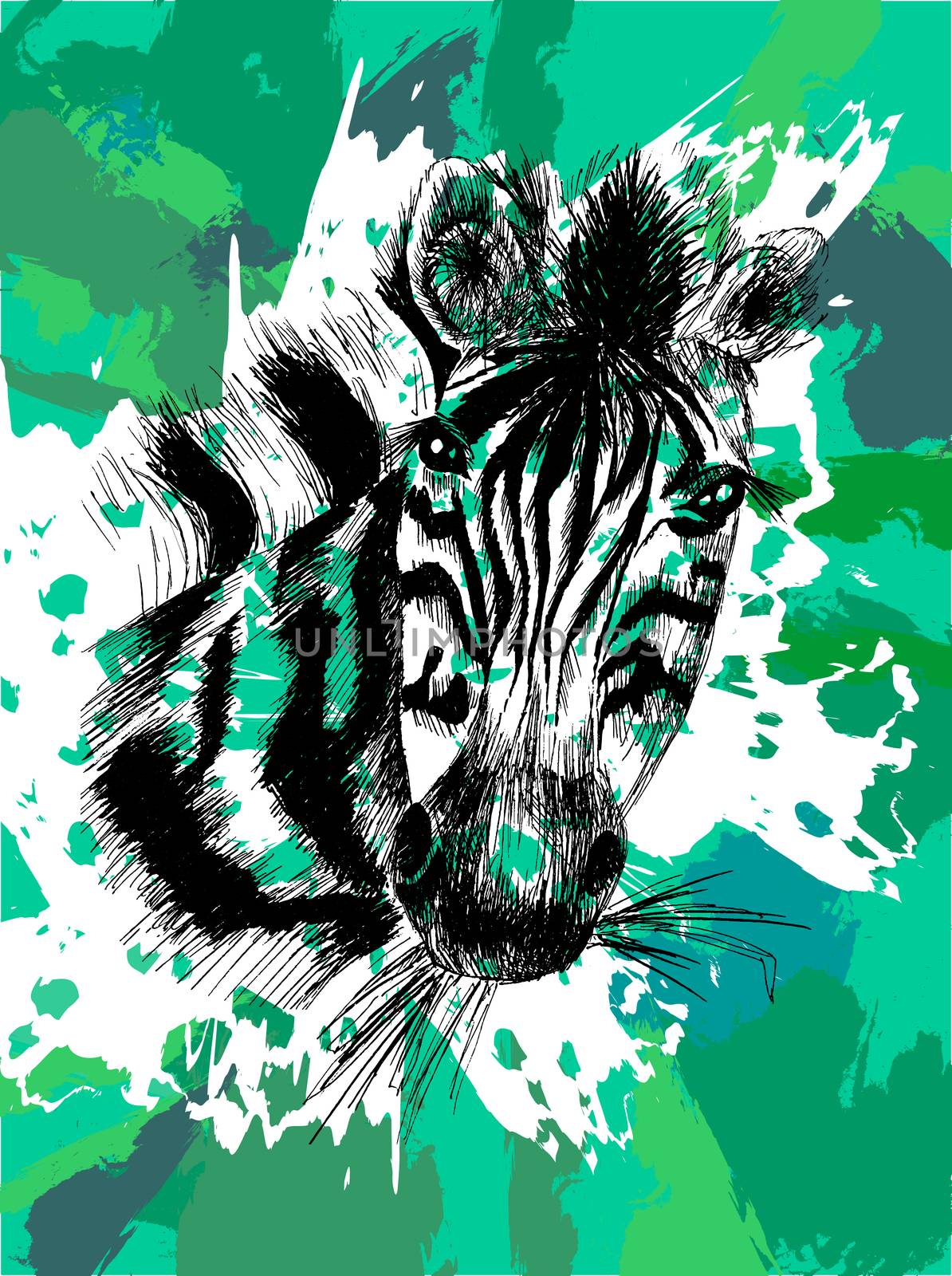 Vector zebra head and safari animal. Vector