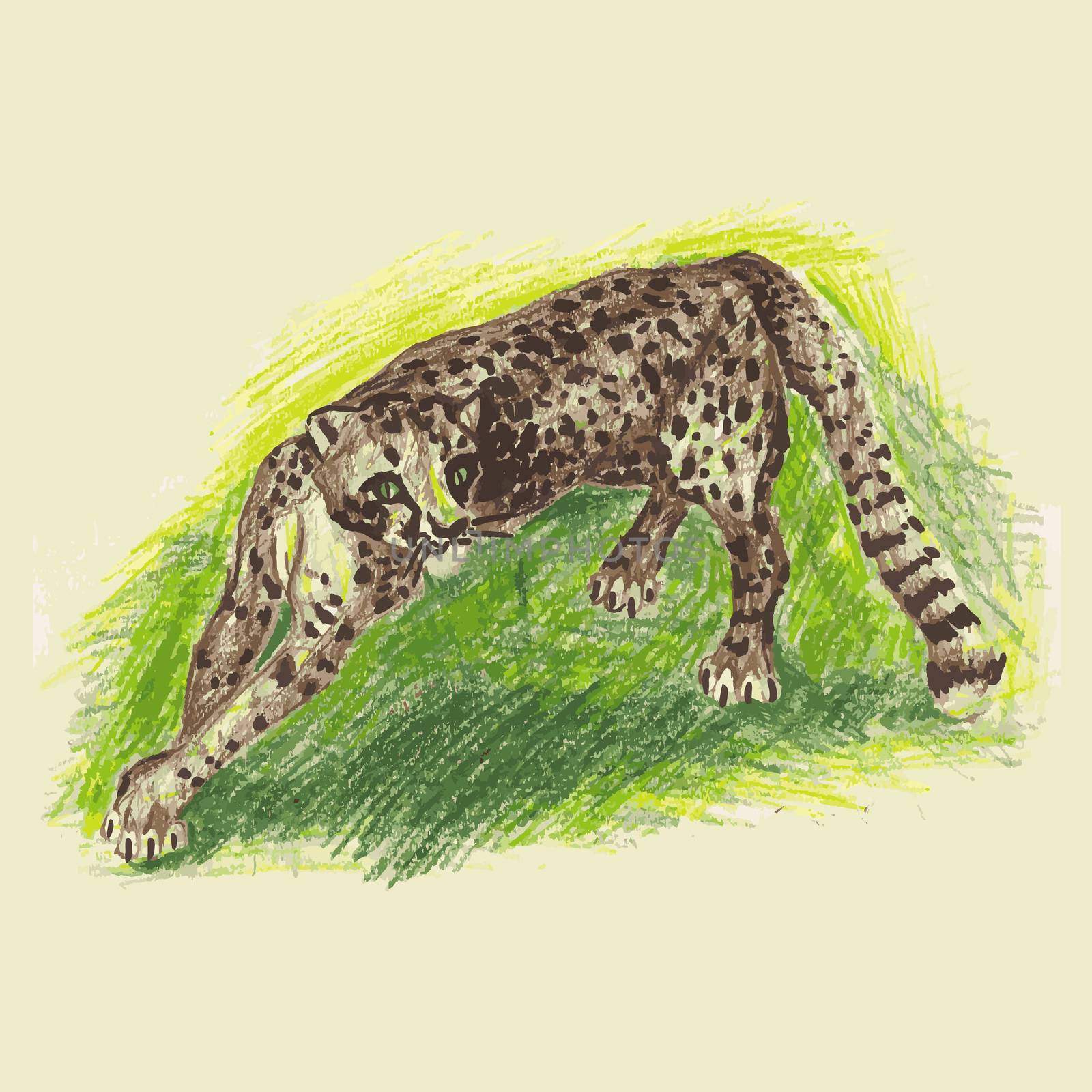 Wild cat, irbis, leopard, snow bars scetches in vector
