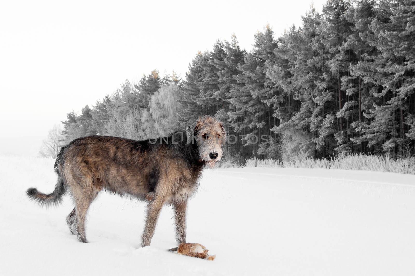 Irish Wolfhound. Big gray dog ​​in a snowy landscape with a toy.
