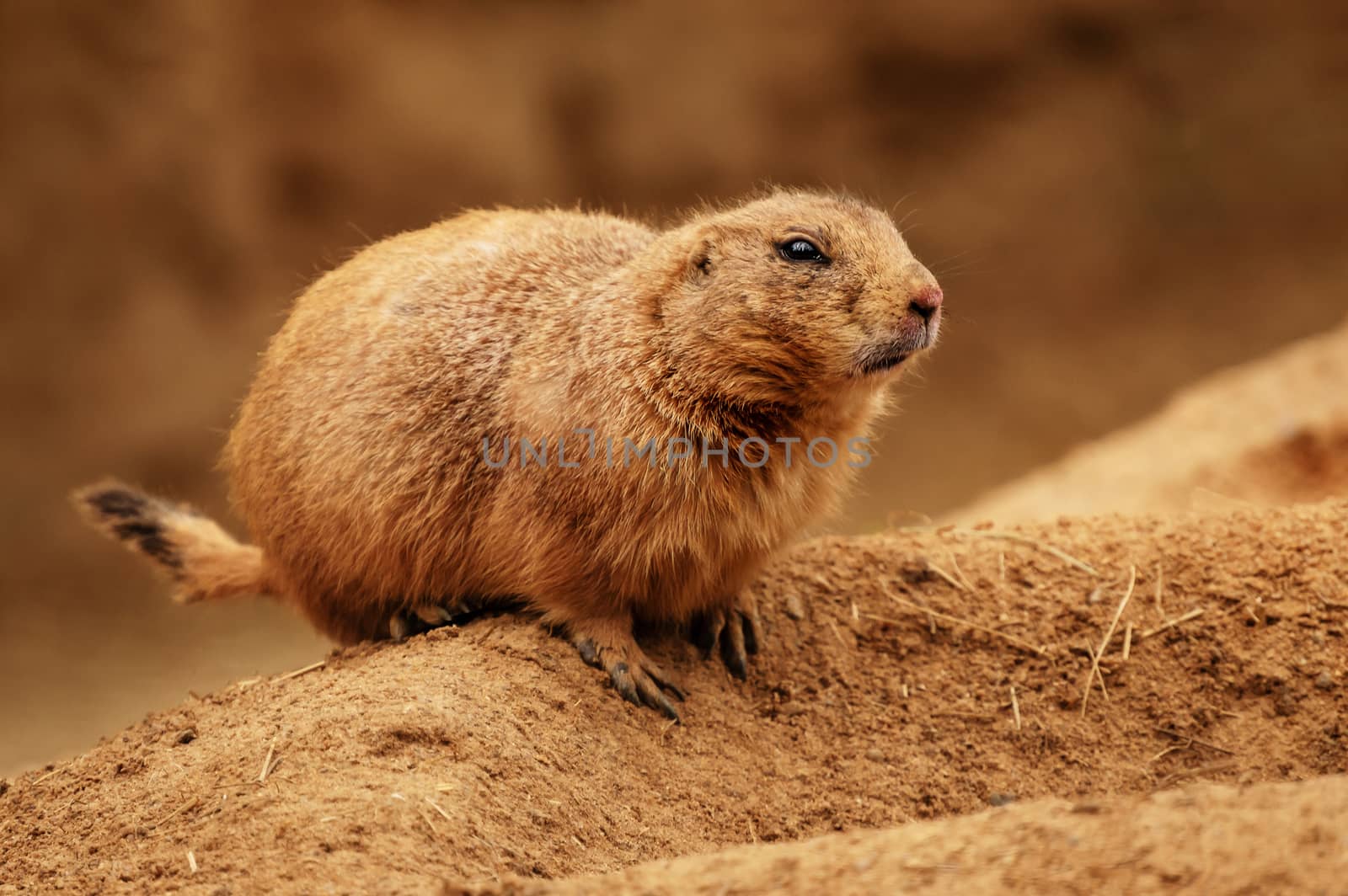 The prairie dog by 84kamila