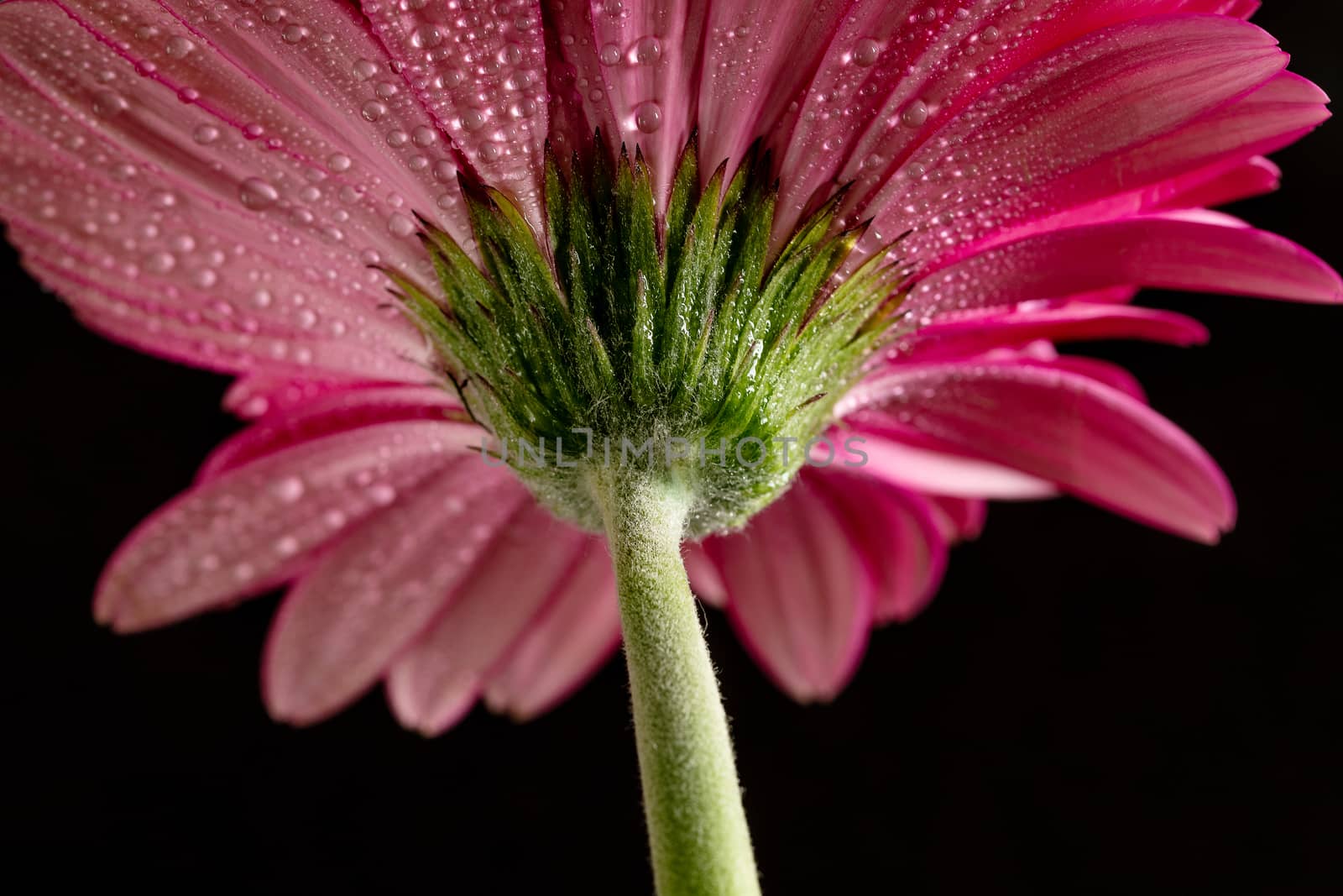 Pink gerbera with water drops. by 84kamila