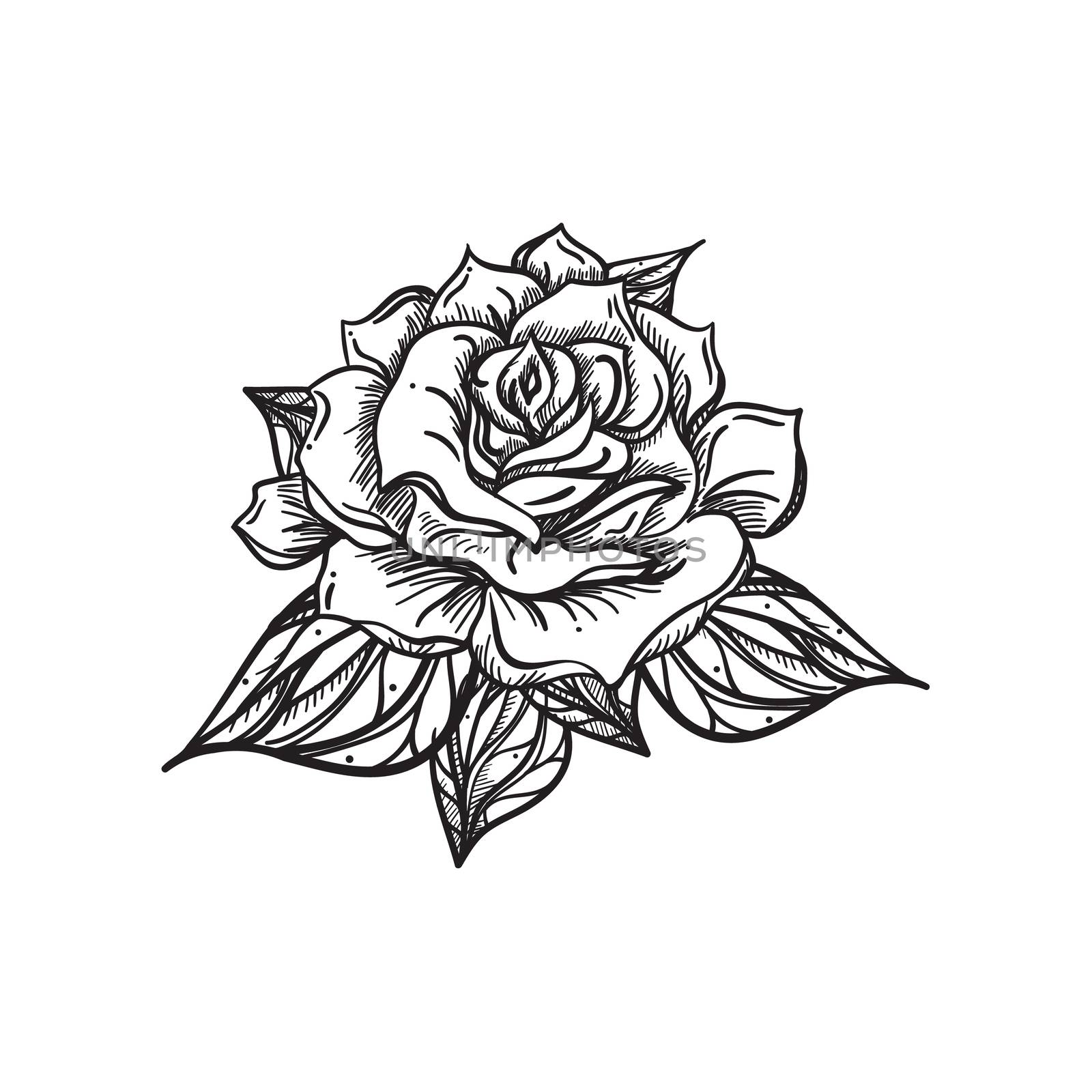 Hand Drawn Wedding Rose. Flower Template for wedding, holiday, celebration. Rose for print, tattoo and digital art. Vector