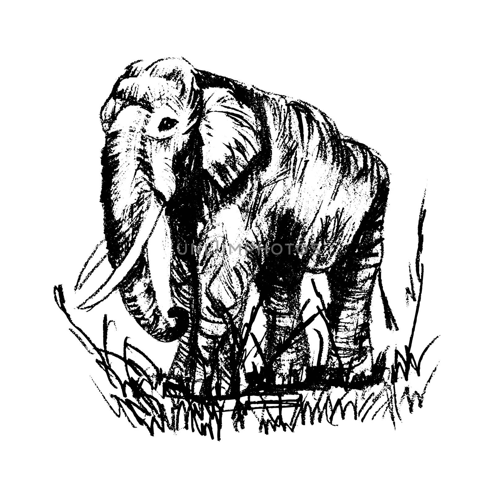 Vector engraving elephant, elephant scetch