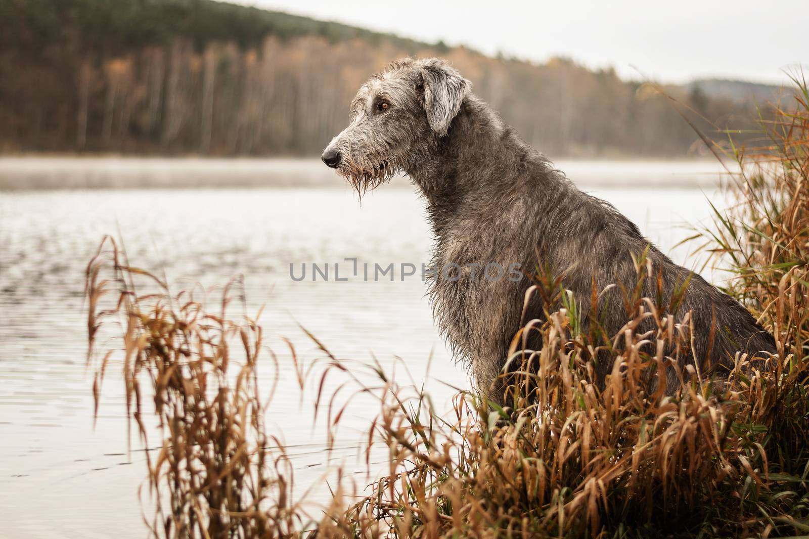 Big gray dog sitting on the river bank. by 84kamila